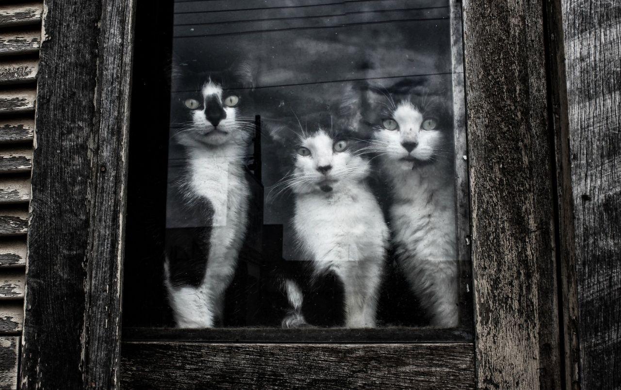 1280x804 Curious Black and White Kittens wallpaper