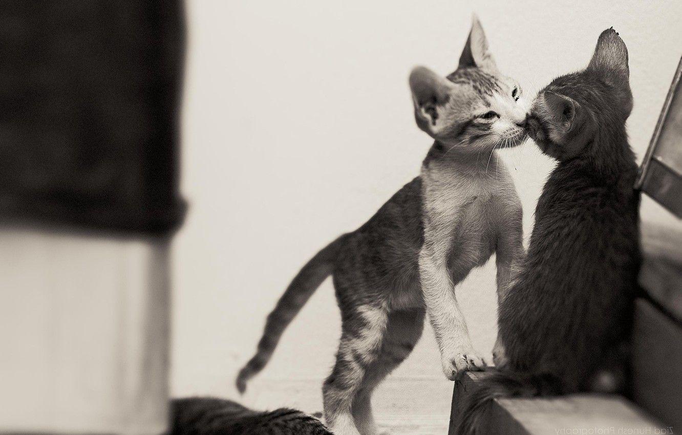 1332x850 Wallpaper kiss, black and white, kittens, kids, a couple