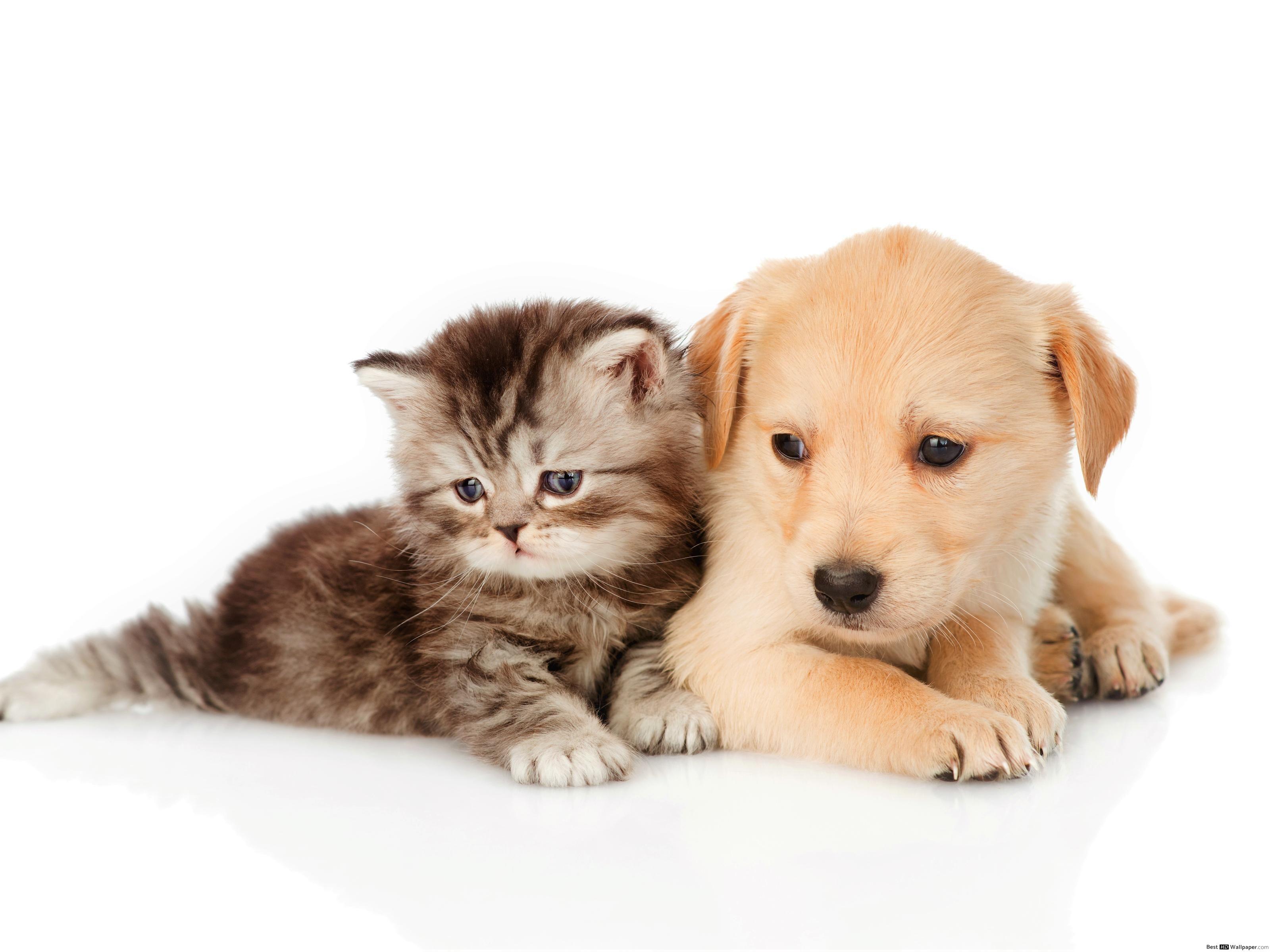 Cute Puppies And Kittens - Puppies And Kittens Wallpapers Wallpaper