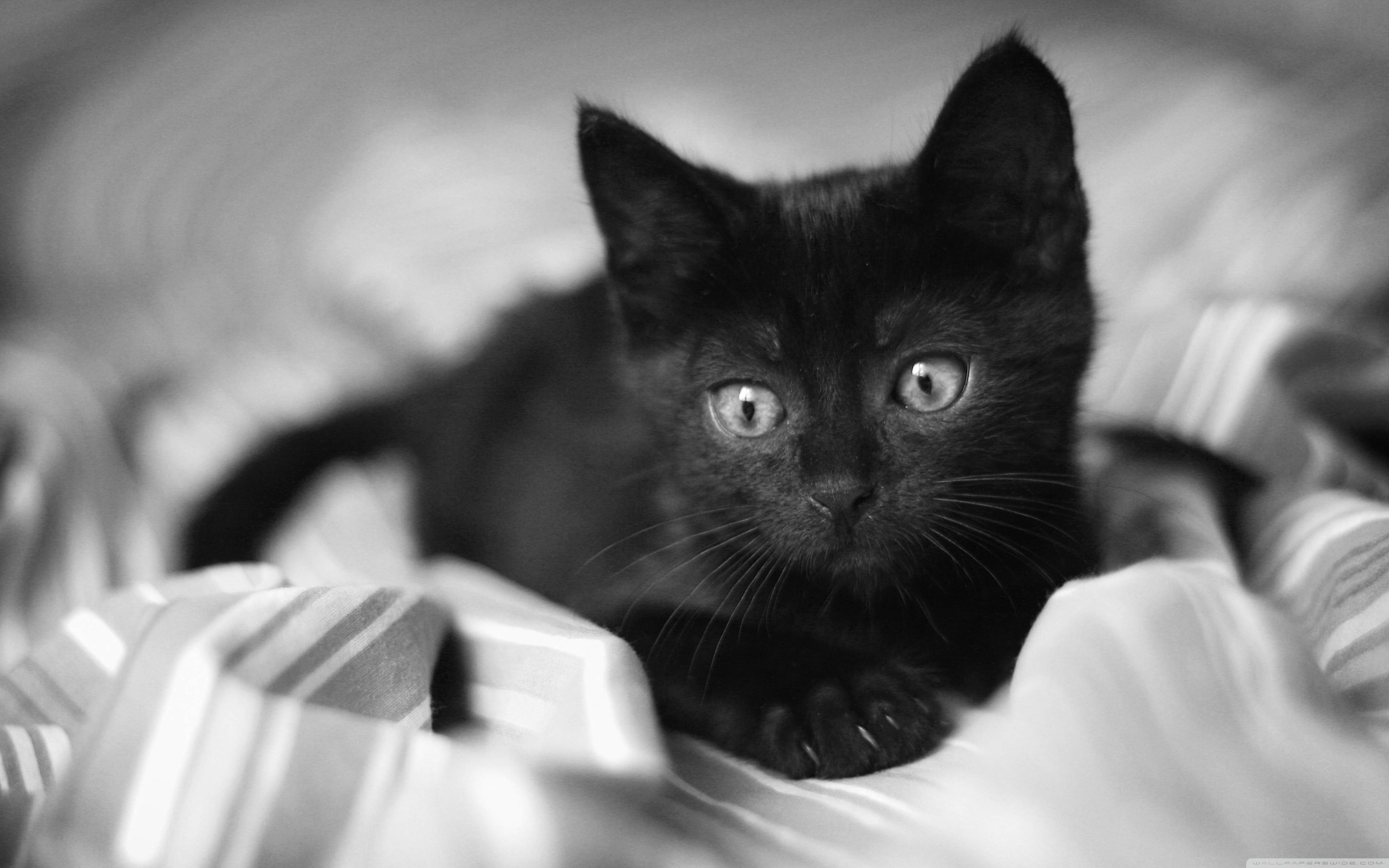 3840x2400 Black Kitten Wallpaper