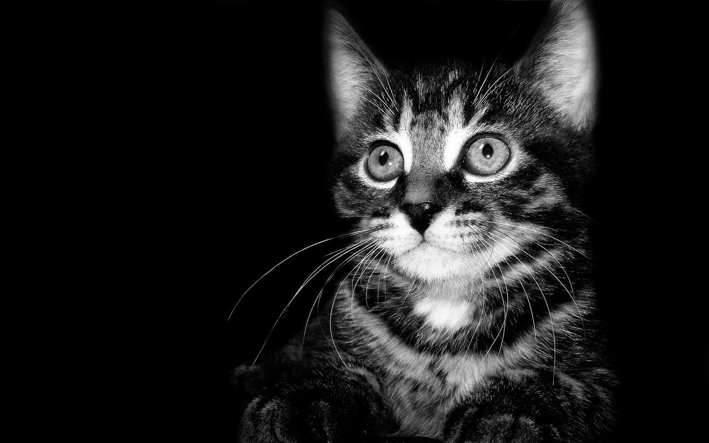 Black And White Kitten Wallpapers Top Free Black And White Kitten