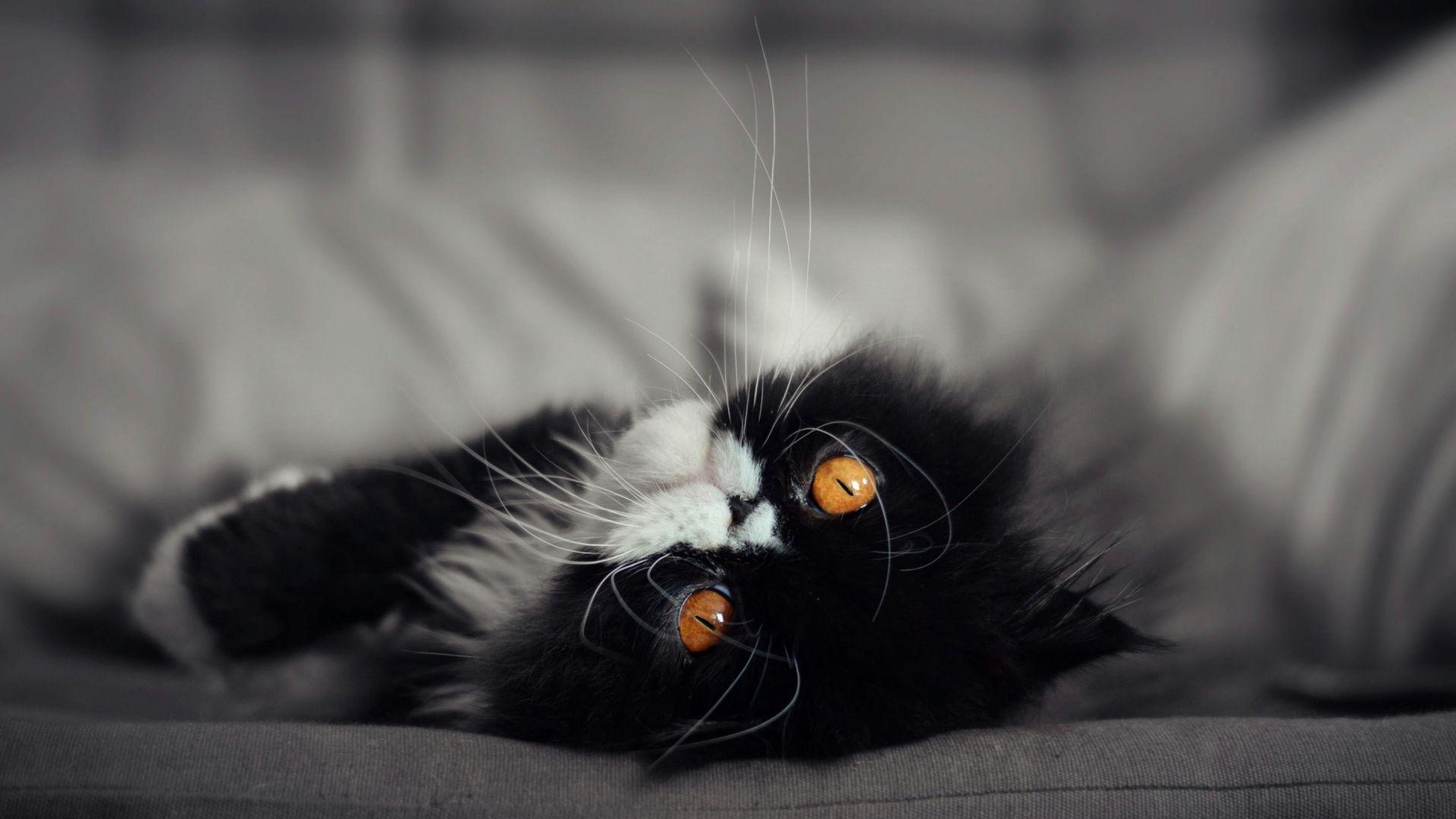 1920x1080 Cute Black And White Kitten Wallpaper