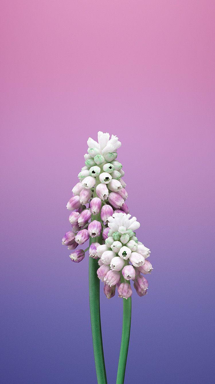 750x1334 Flower Gradation Pink Apple Illustration Art Wallpaper