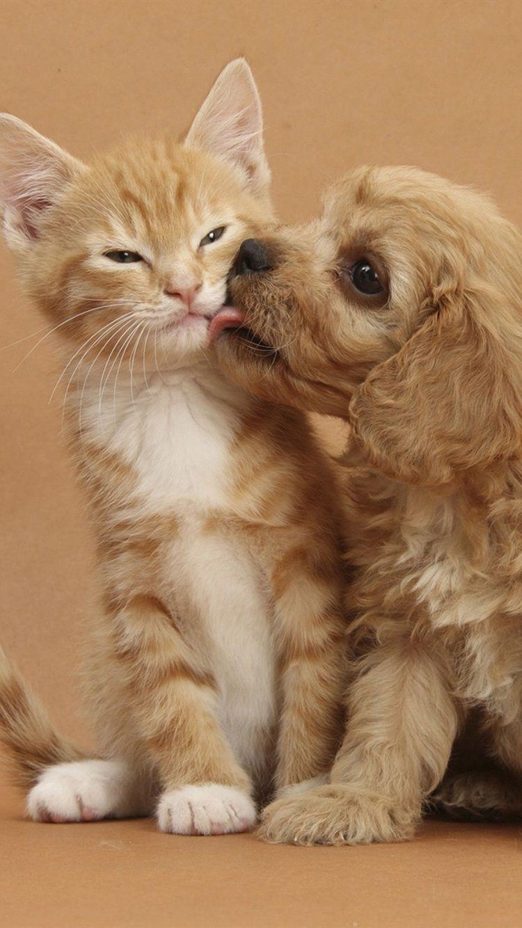 750x1334 Kitten With Puppy's Friendship 750x1334 IPhone 8 7 6 6S Wallpaper