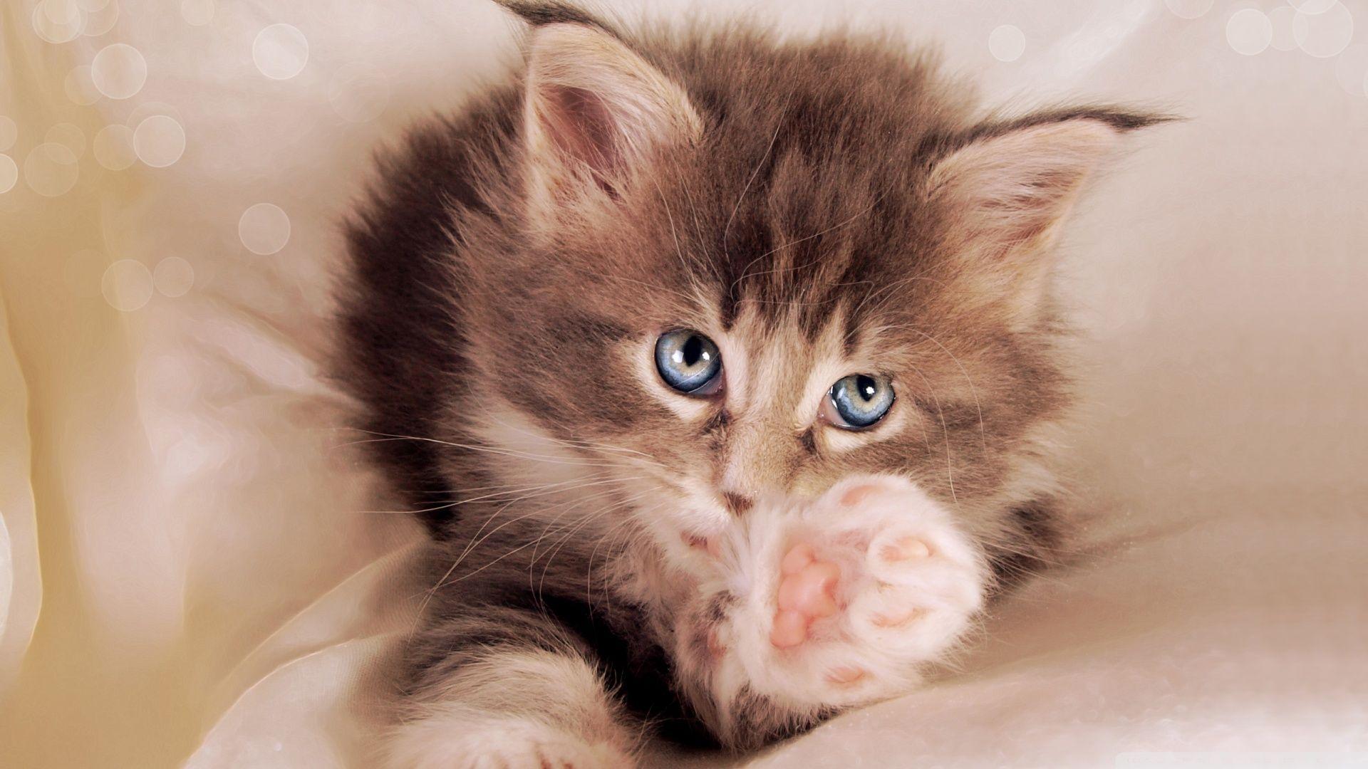 1920x1080 Free Kitten Wallpaper Animal HospitalSardis Animal
