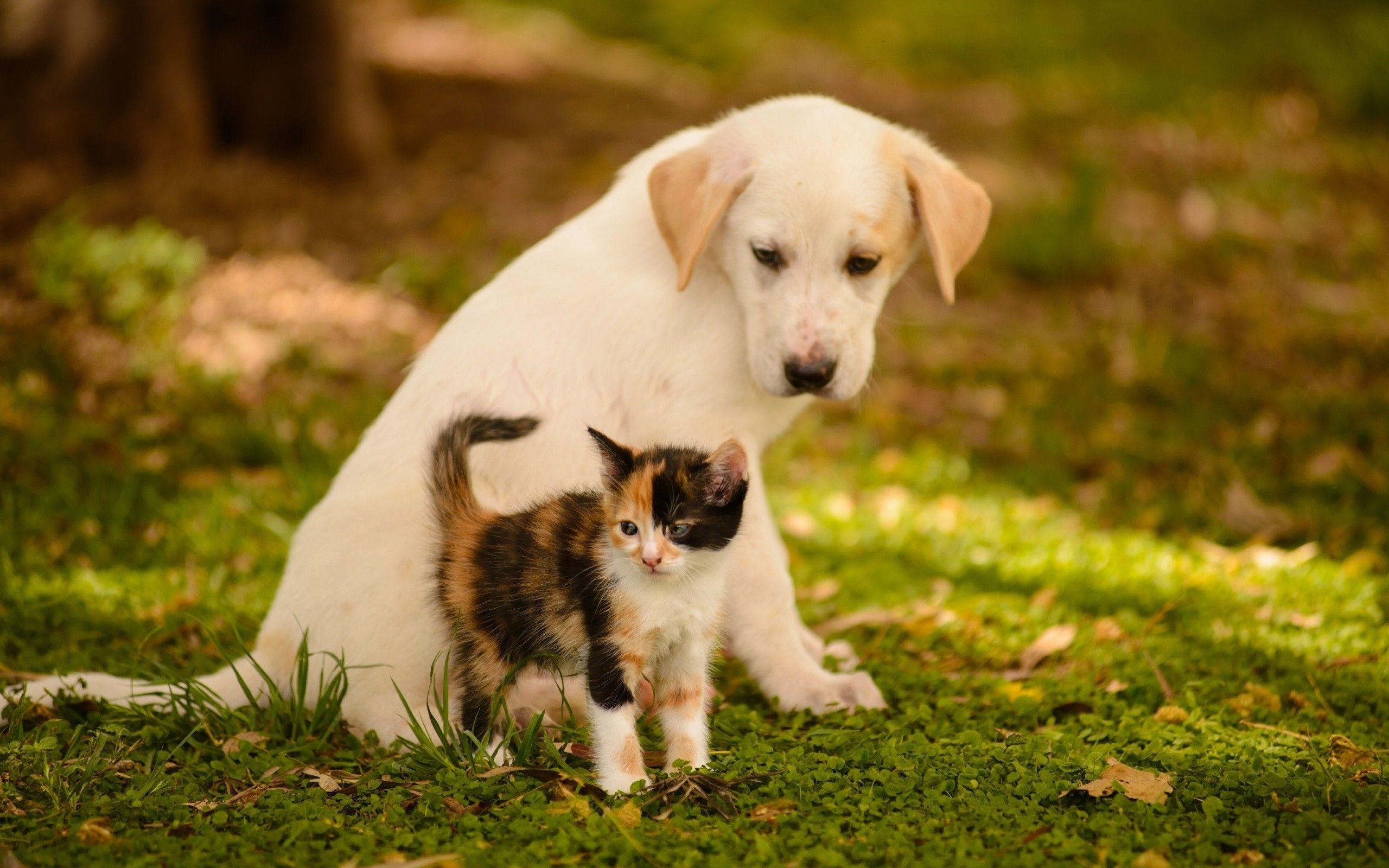 Kitten and Puppy Wallpapers - Top Free Kitten and Puppy Backgrounds