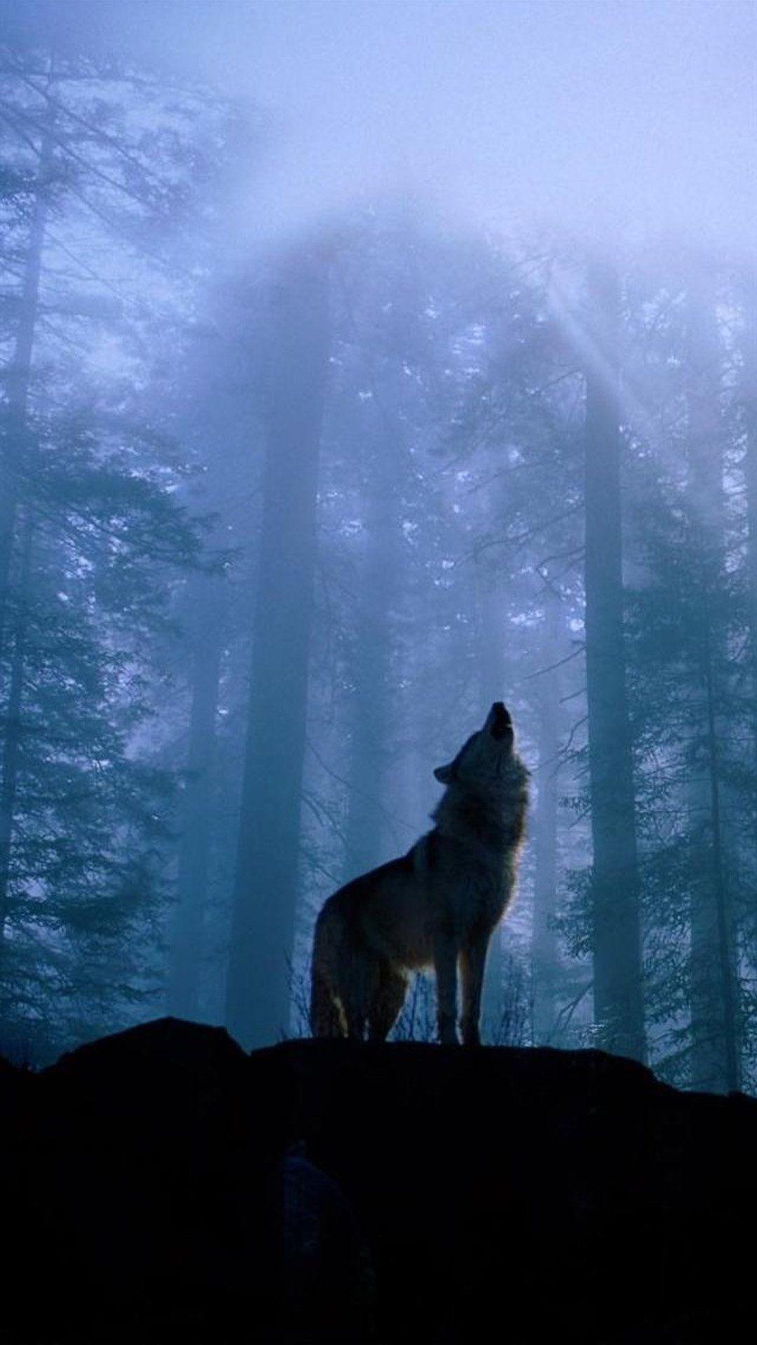 1080x1920 iPhone Wallpaper Wolf Picture