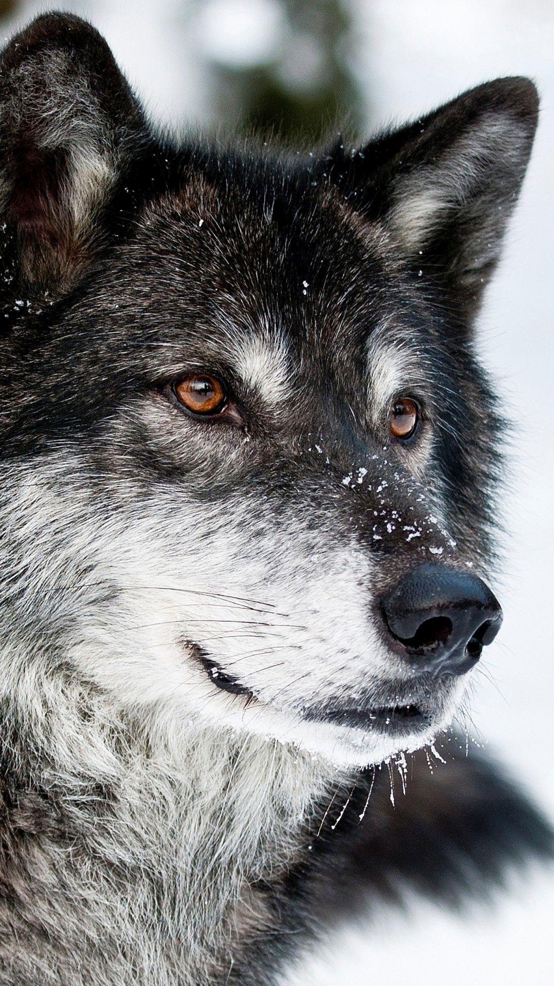 1080x1920 Wolf Wallpaper For iPhone Wallpaper iPhone