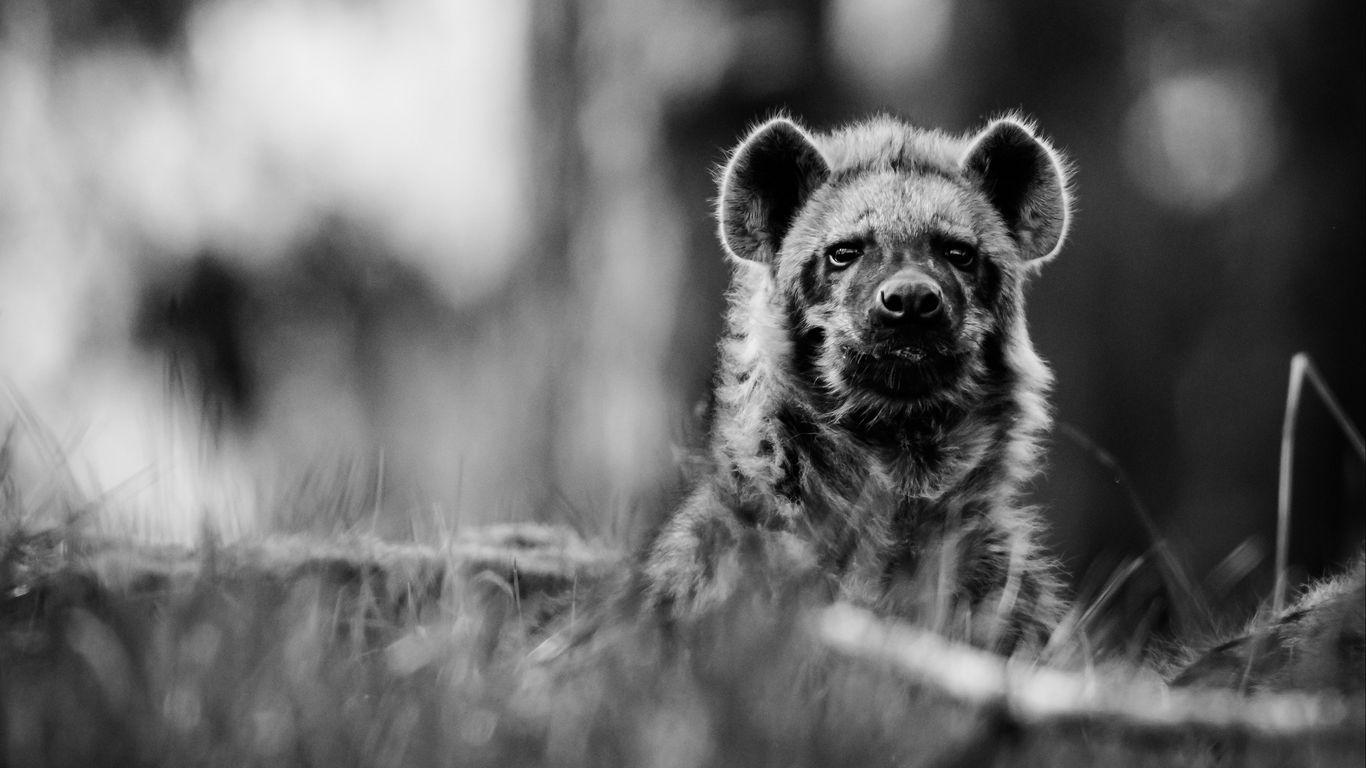 1366x768 Download wallpaper 1366x768 african wild dog, bw, wildlife tablet