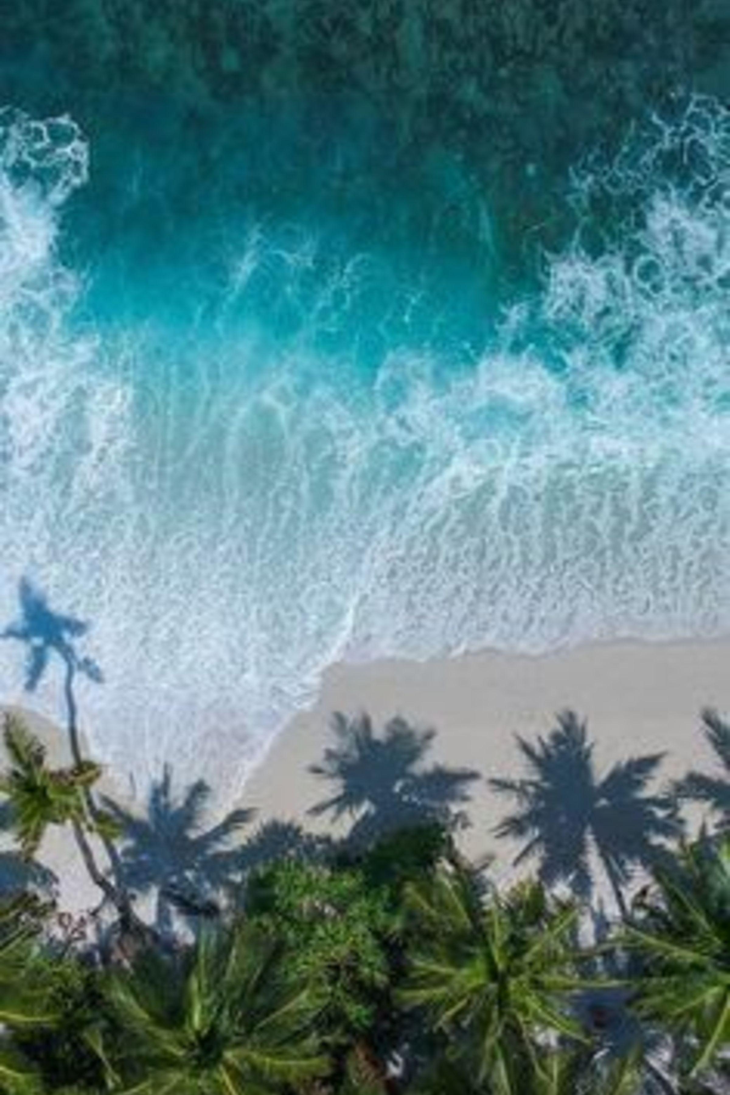 2400x3600 ENJOY THE PALM LIFE.COM #palmtrees #travel #beach