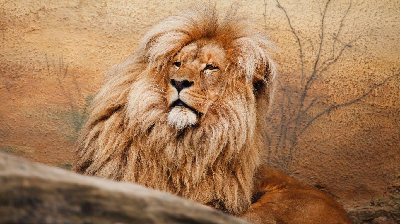 1366x768 Download 1366x768 wallpaper wildlife, predator, mighty lion