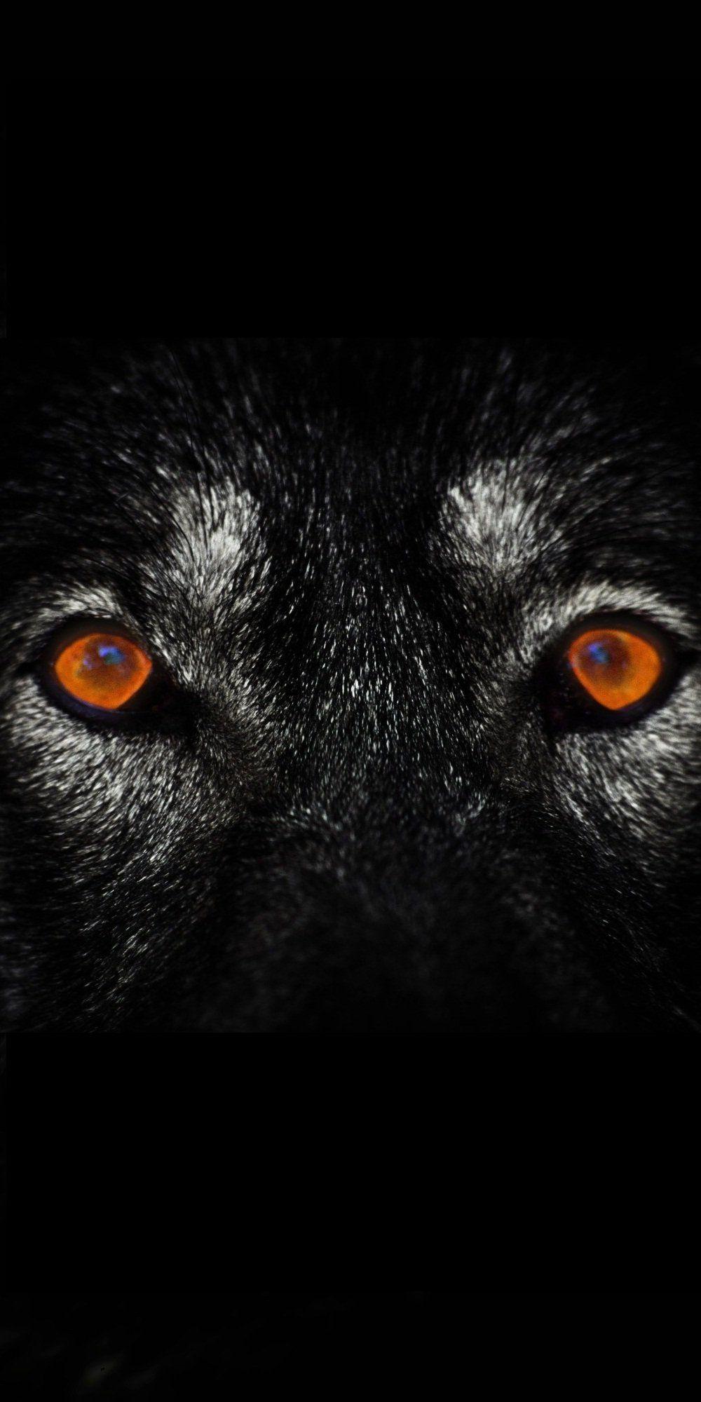 1000x2000 iPhone Wallpaper Of Wolf