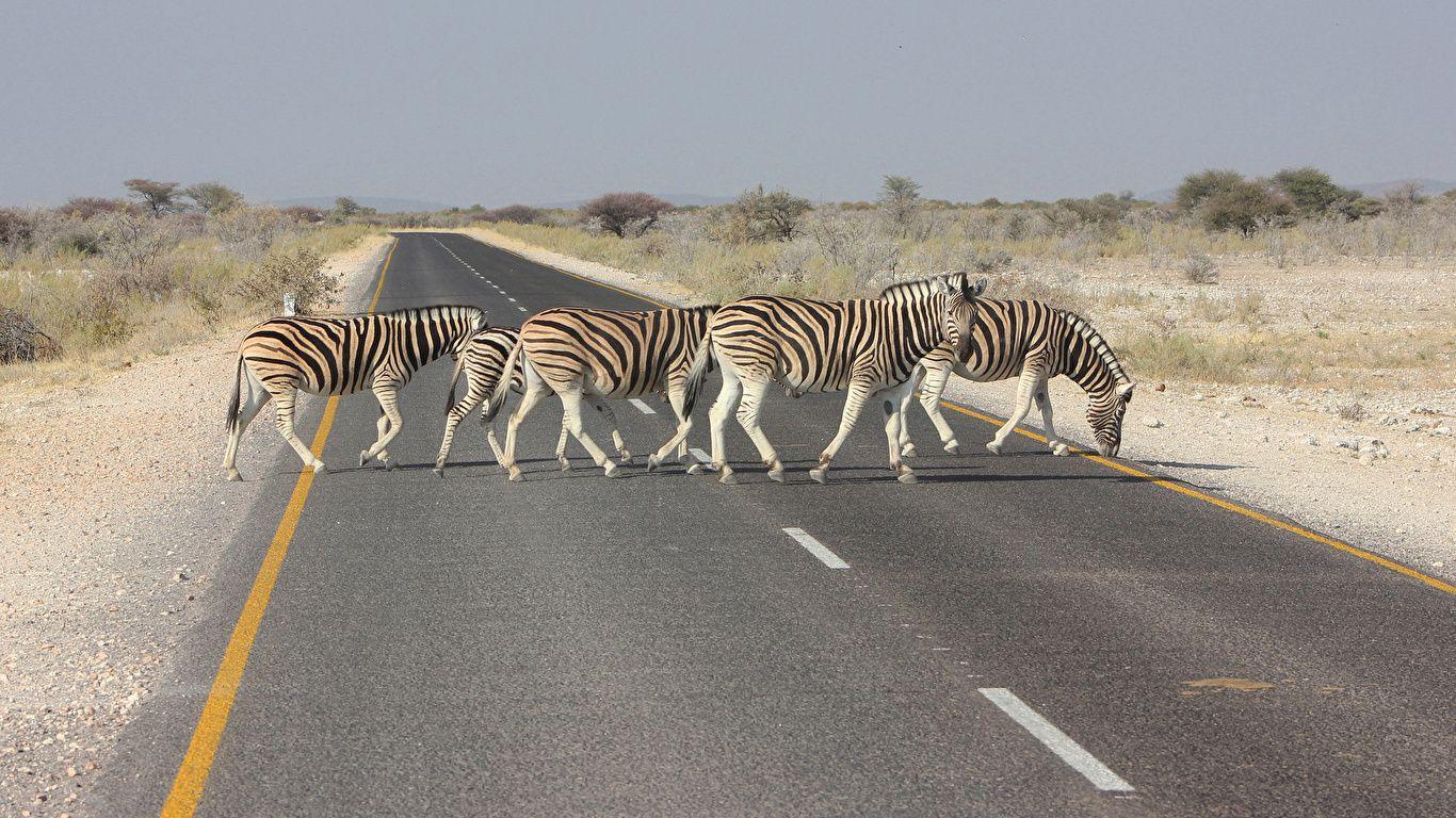 1366x768 Desktop Wallpaper Zebras Africa Roads Asphalt animal 1366x768