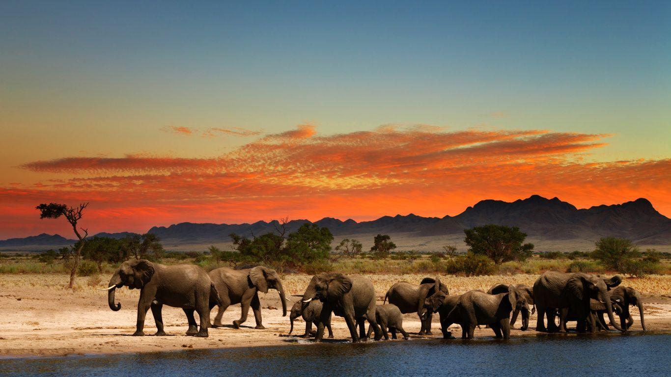 1366x768 Download Elephant, herd, animals, wildlife wallpaper, 1366x768