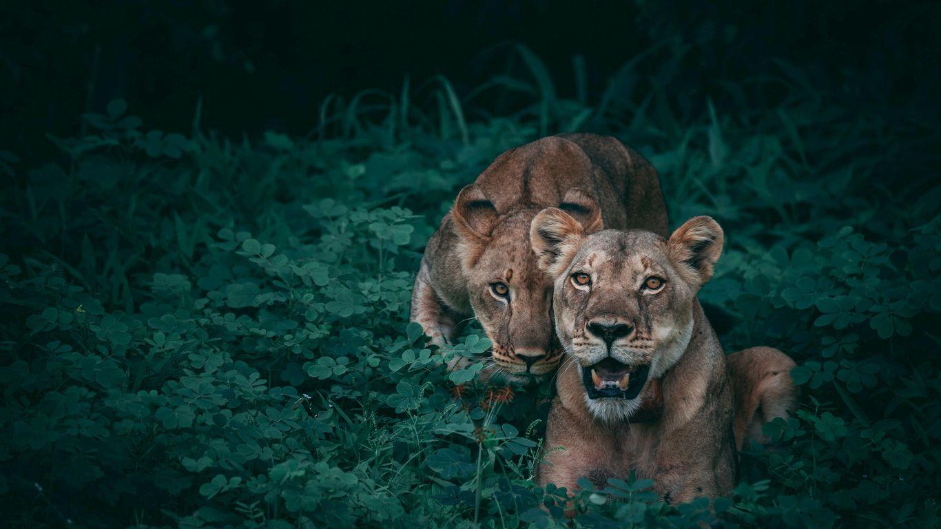 1366x768 Lions Wildlife 5k 1366x768 Resolution HD 4k Wallpaper