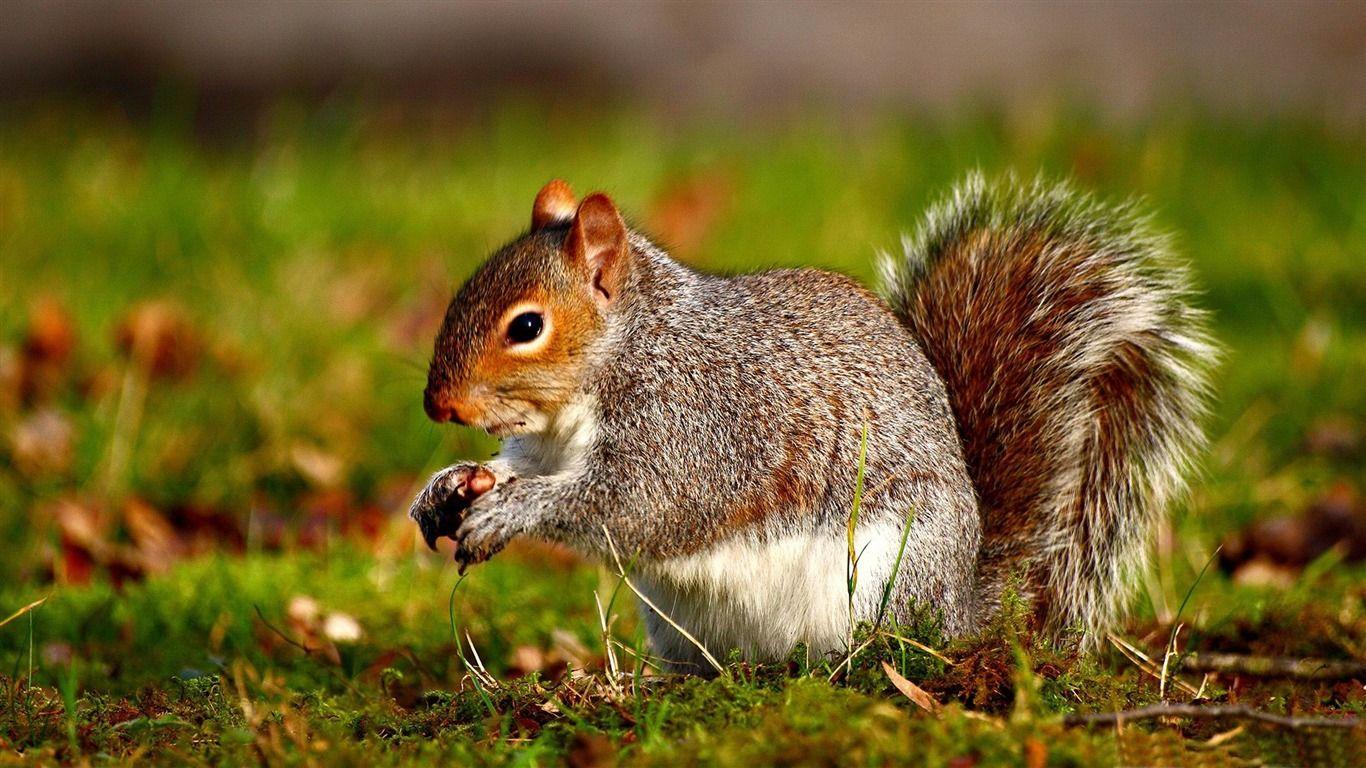 1366x768 Free download Wild Animals HD Wallpaper Super Wallpaper 1366x768