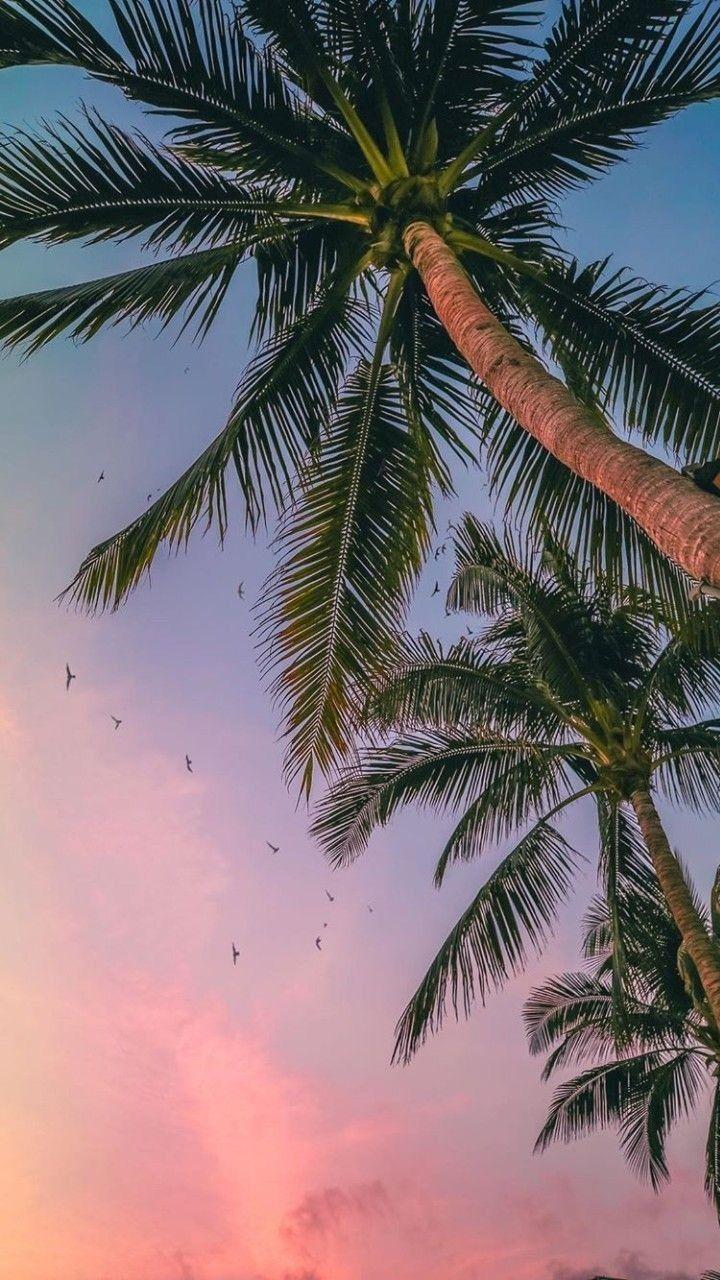 720x1280 beach / luxury / rich. Palm trees wallpaper, Tree