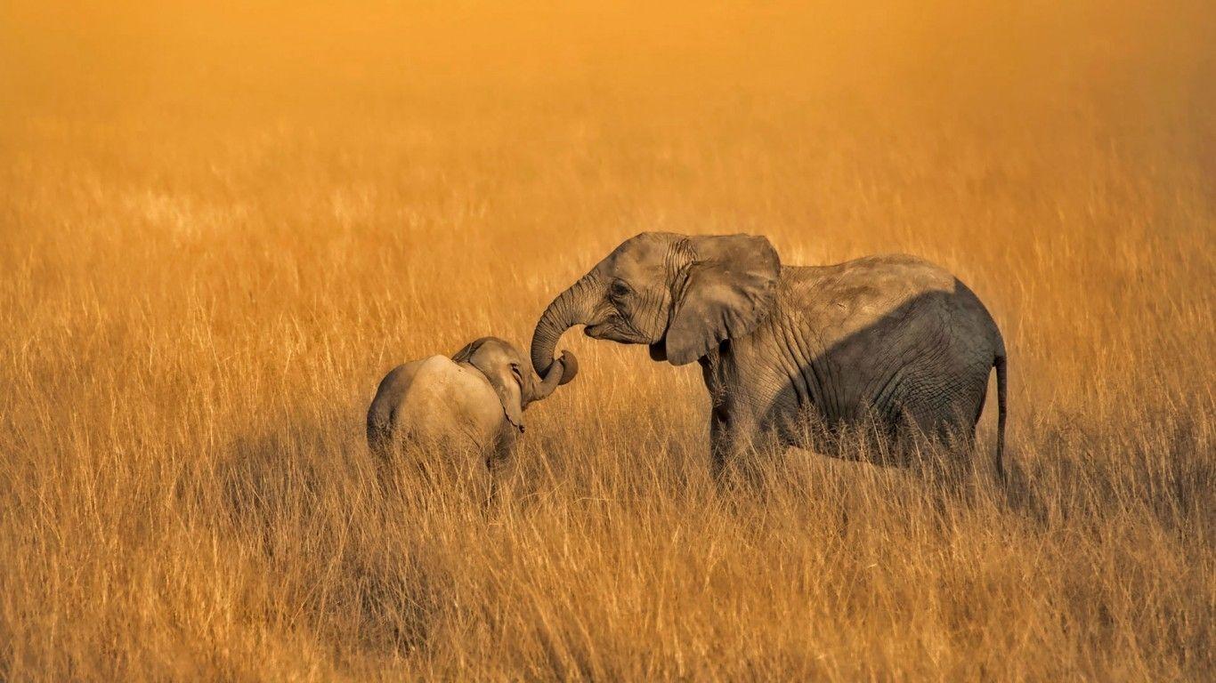 1366x768 Download 1366x768 Elephant Family, Field, Wildlife, Africa