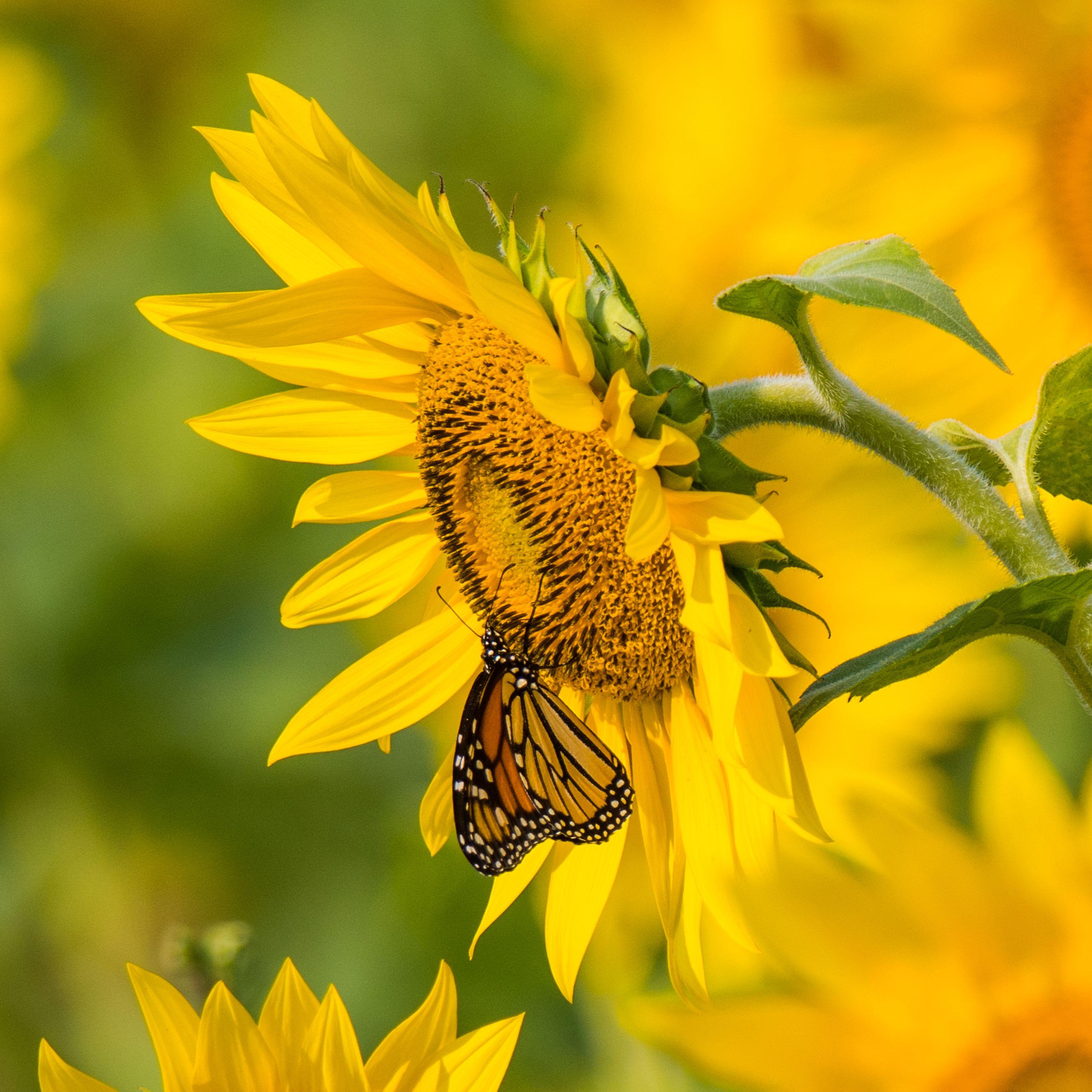 3415x3415 Download wallpaper 3415x3415 sunflower, butterfly, yellow, summer