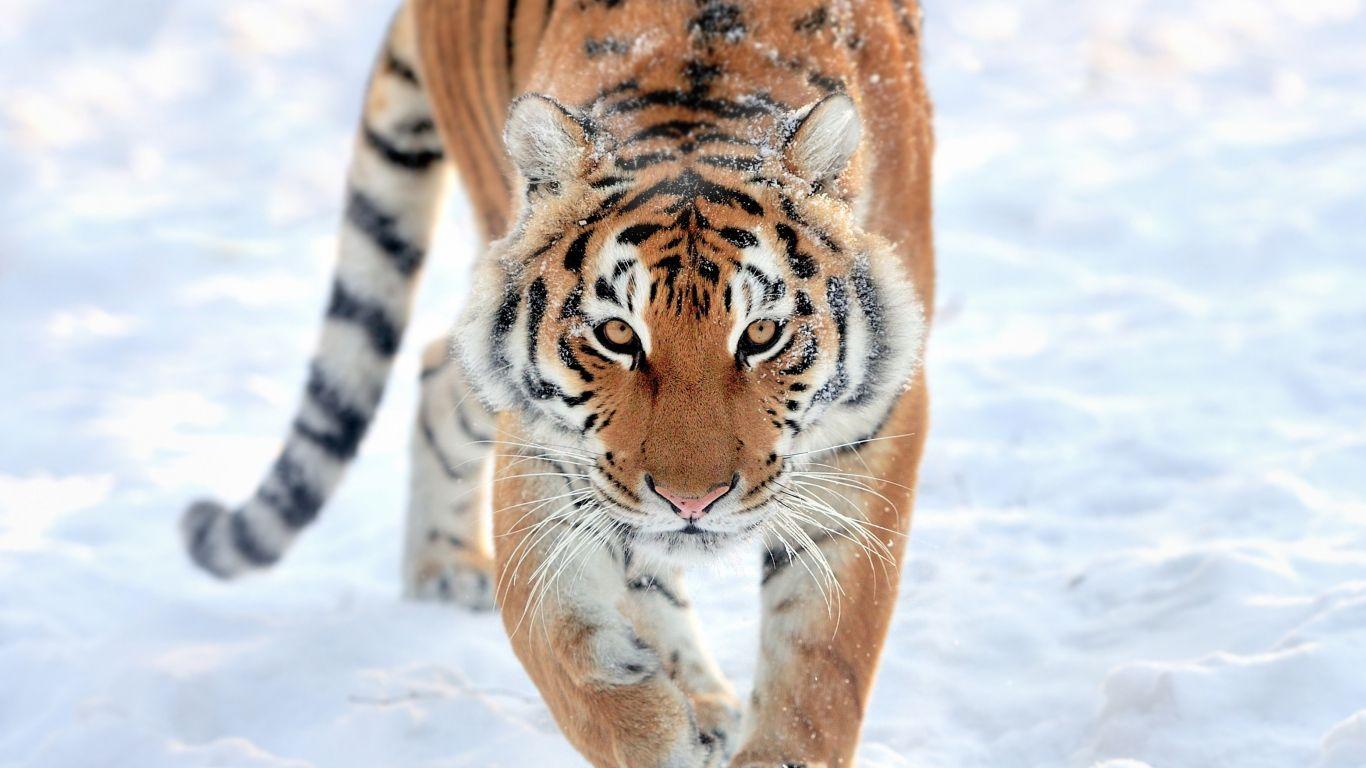 1366x768 Download 1366x768 wallpaper tiger, walk, predator, wildlife