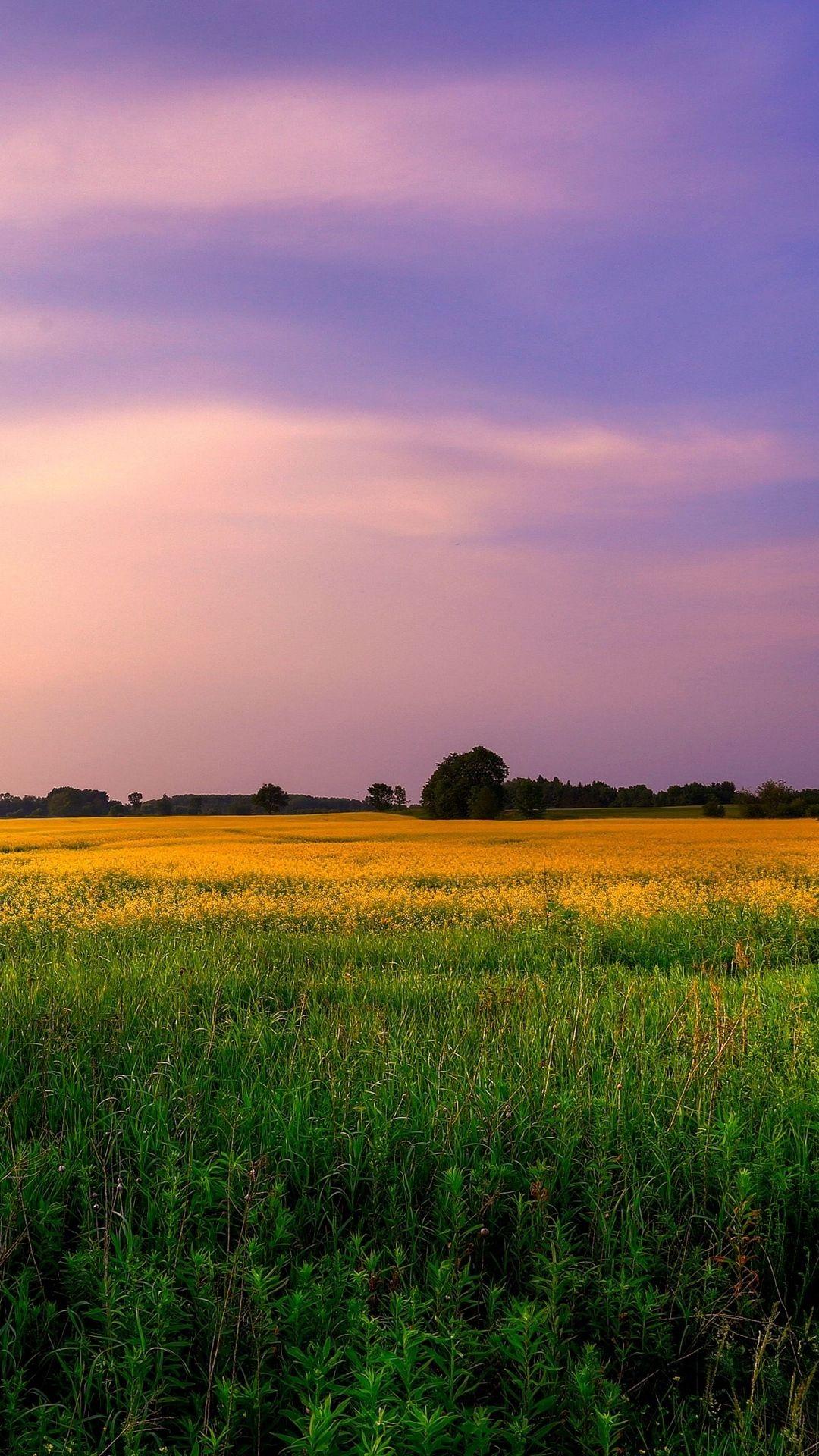 1080x1920 Sky Lilac Shades Field Trees Grass Flowers Summer Wallpaper