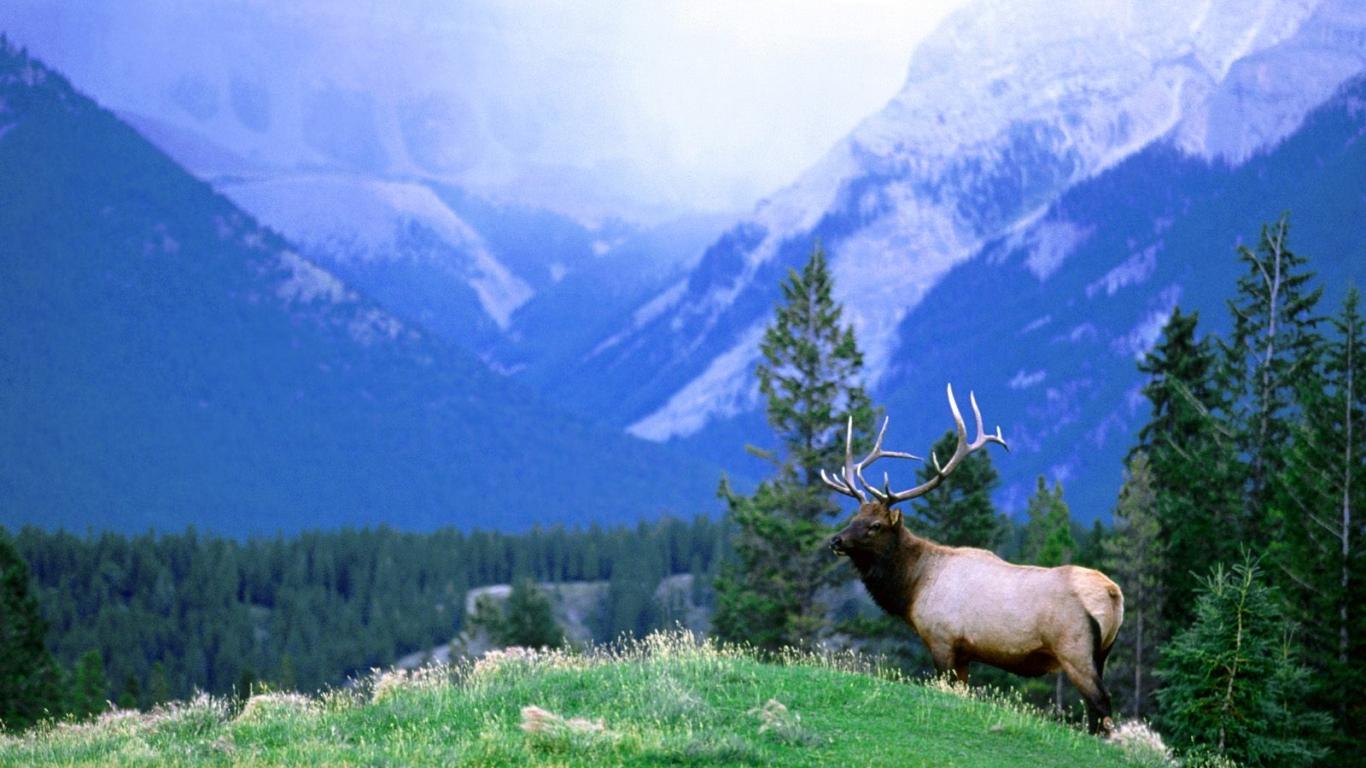 1366x768 Wildlife Wallpaper For Desktop (1366x 677.91 Kb)