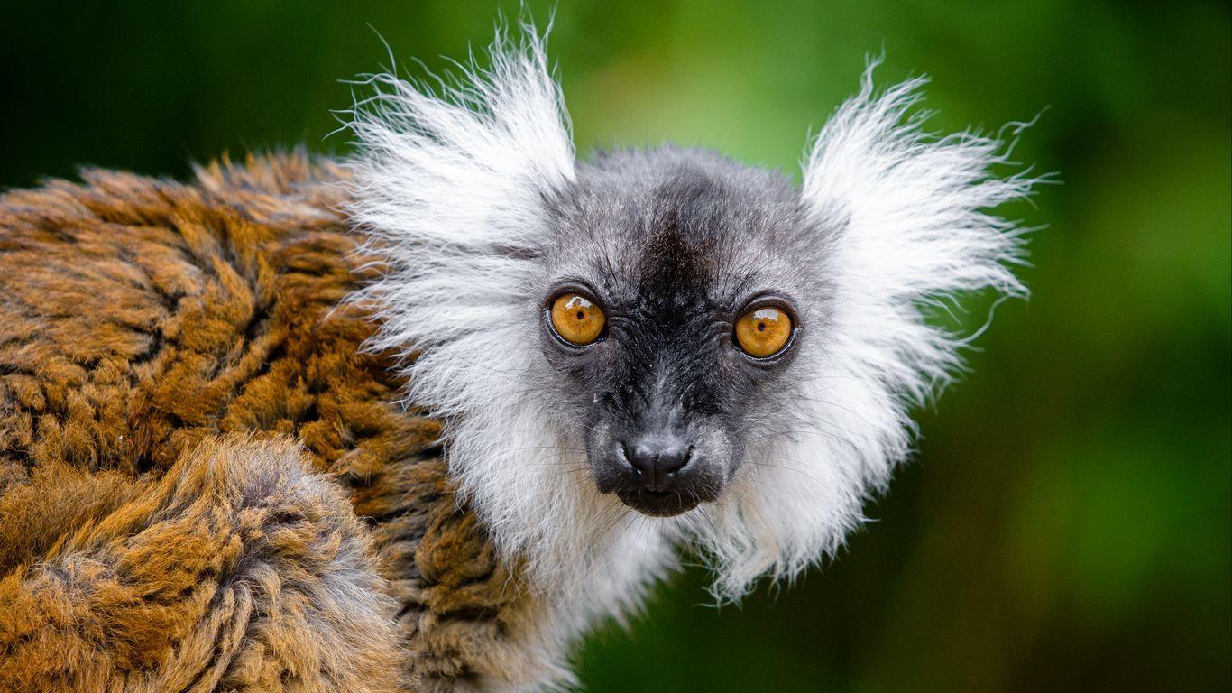 1366x768 Download wallpaper 1366x768 lemur, glance, funny, animal, wildlife