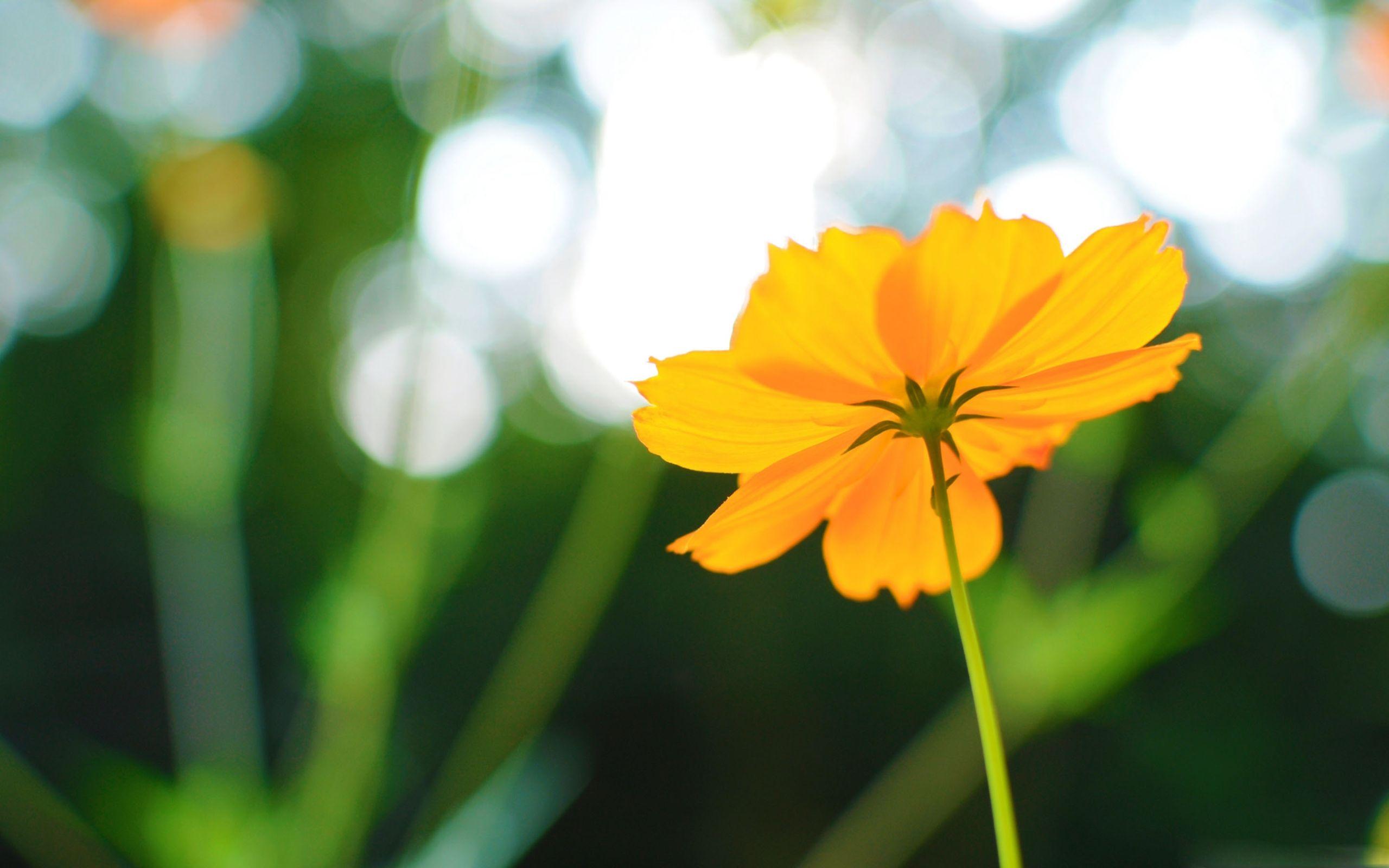 2560x1600 Best Summer Mac Wallpaper Free HD Download