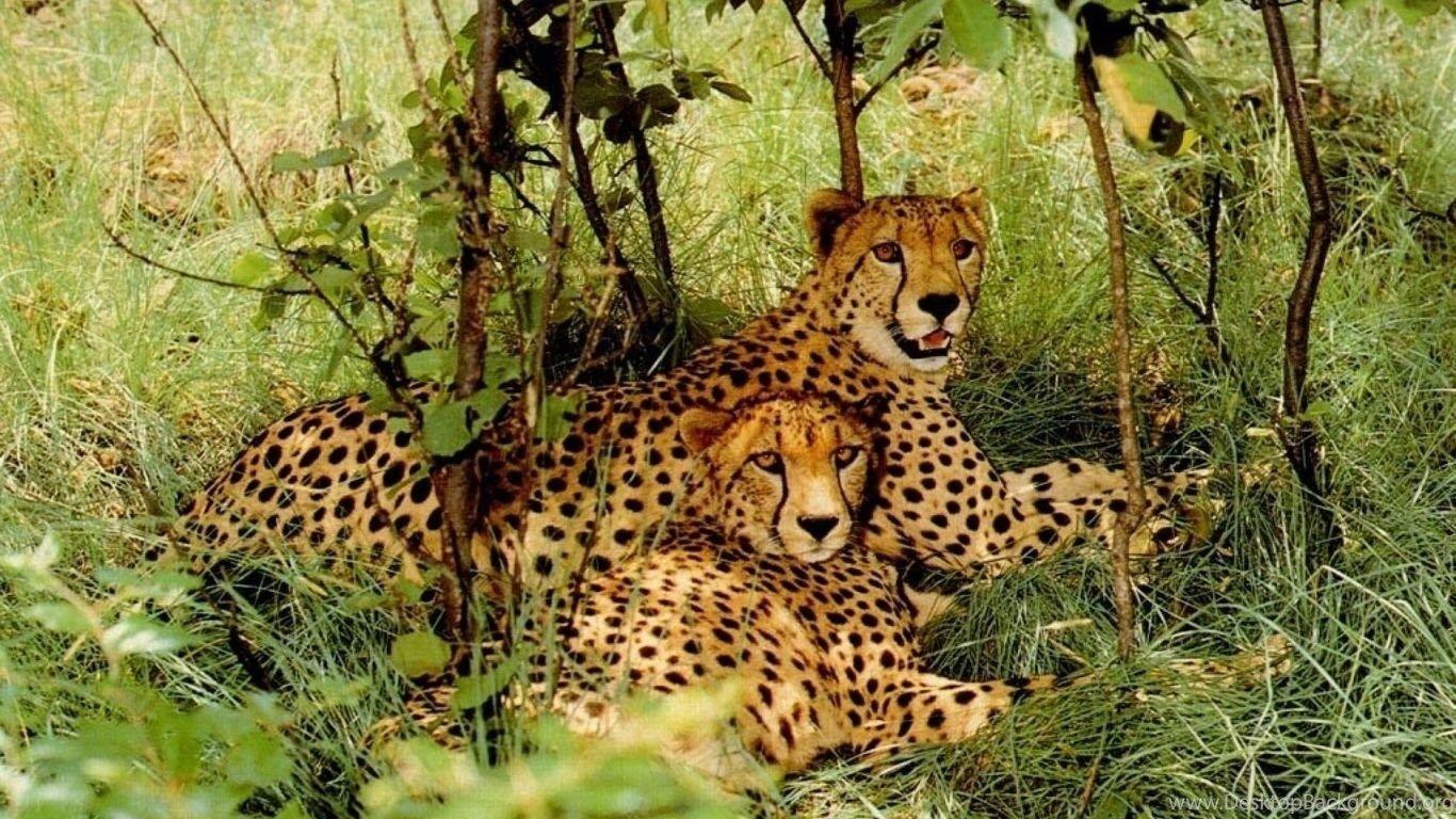 1366x768 Wildlife Wallpaper HD 1366X768 3 Free HD Wallpaper Hdnaturewall