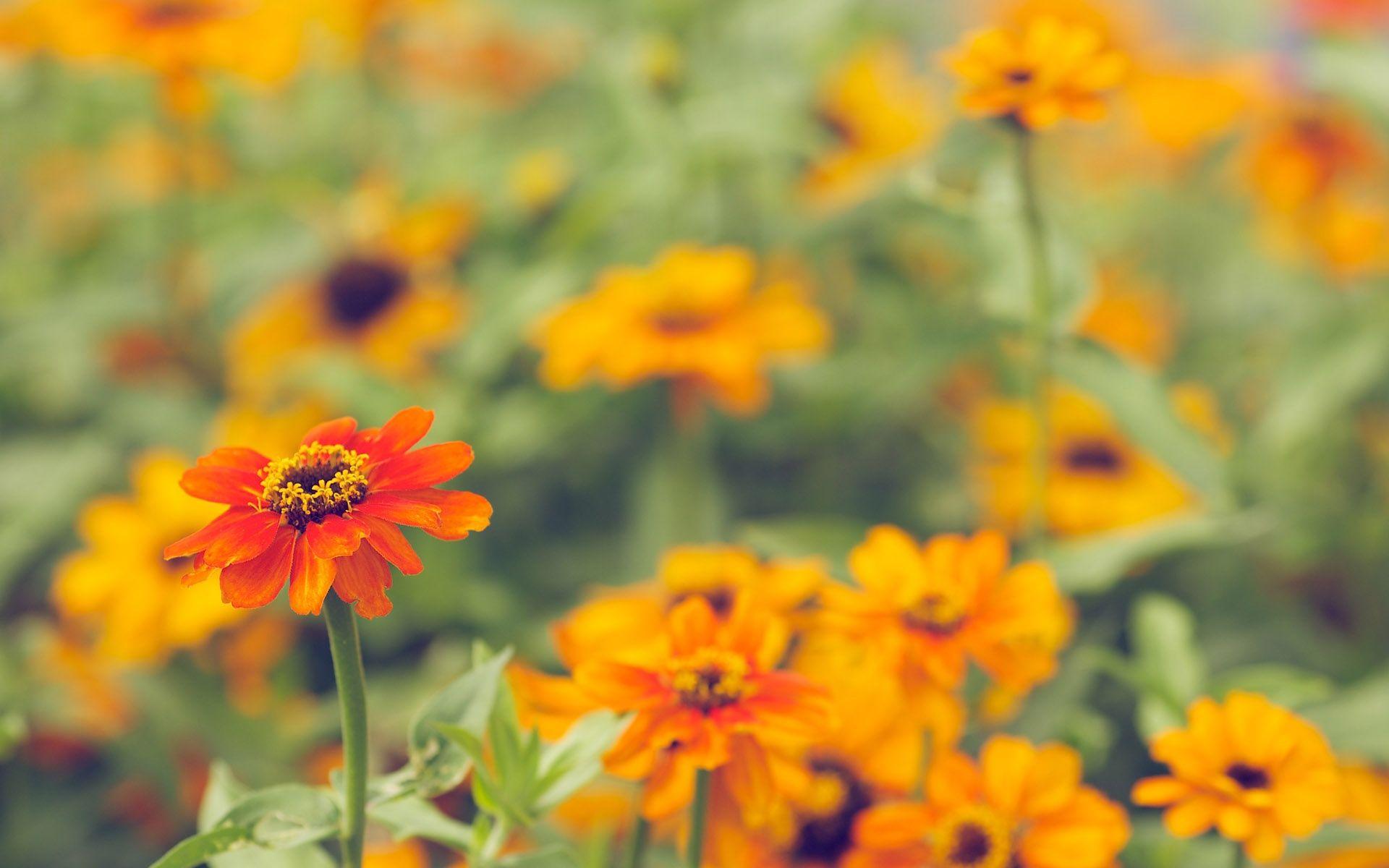 1920x1200 Late Summer Wallpaper For Android