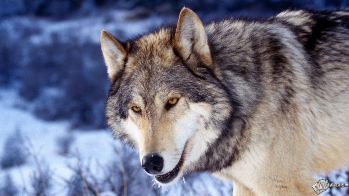 1366x768 Sly Wolf Foto Wolfskopf Tiere HD Wallpaper 1366x768 Wallpaper