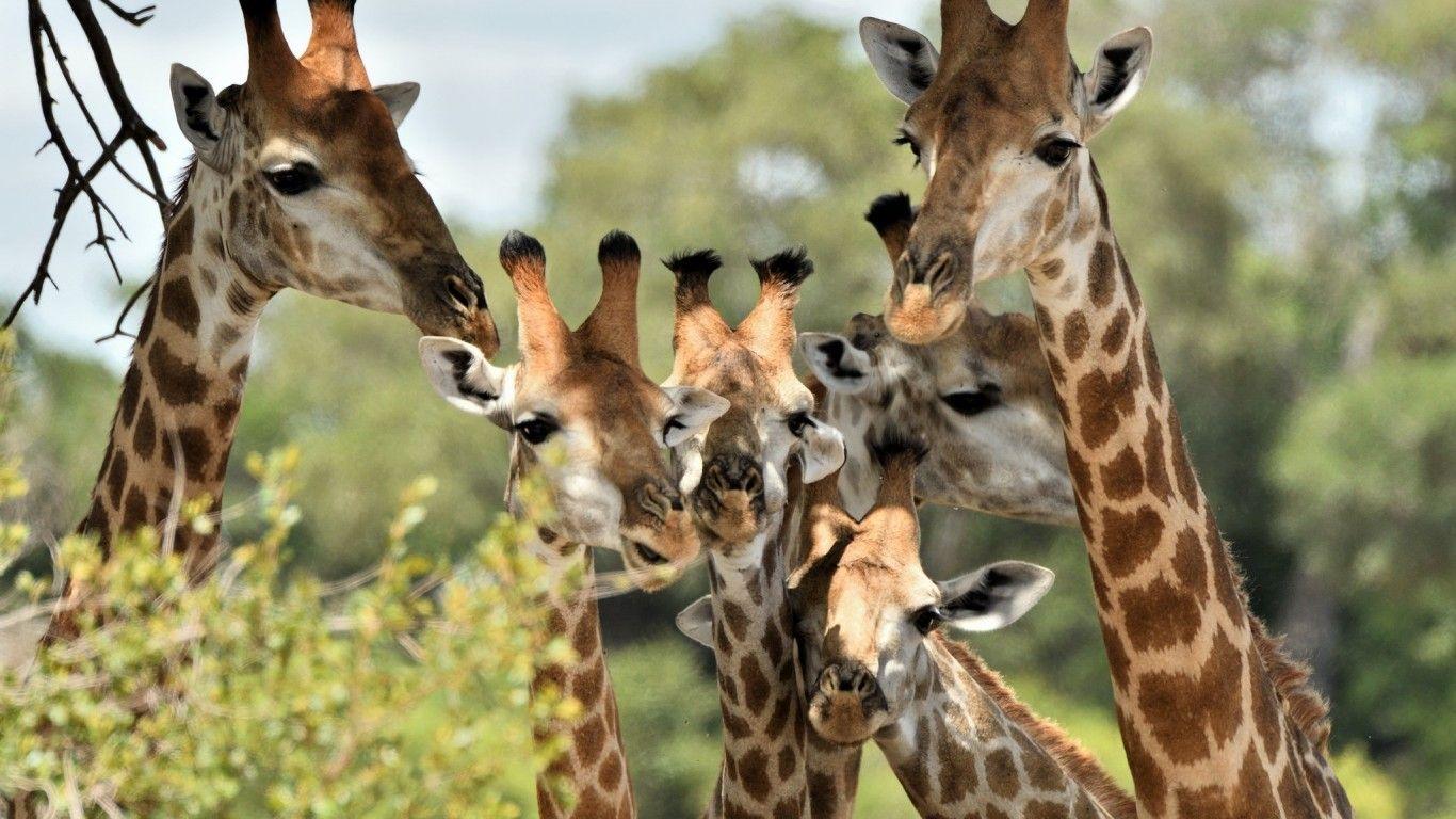 1366x768 Download 1366x768 Giraffe, Friends, Wildlife Wallpaper for Laptop