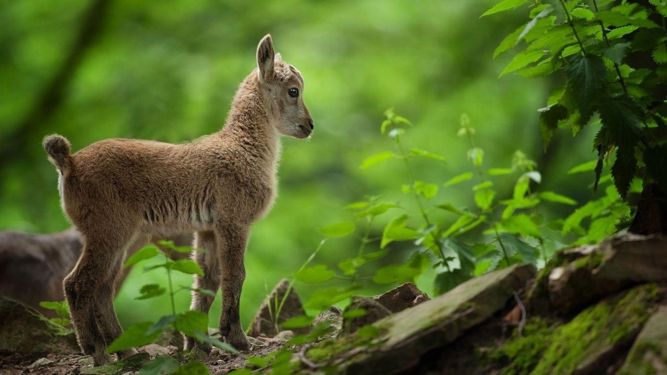 1366x768 Cute Baby Goat 1366 x 768 HDTV Wallpaper