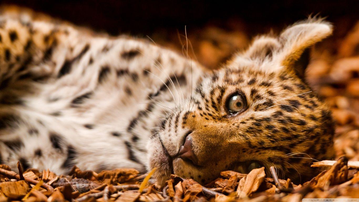1366x768 Feline Cub Wallpaper. Best HD Wallpaper