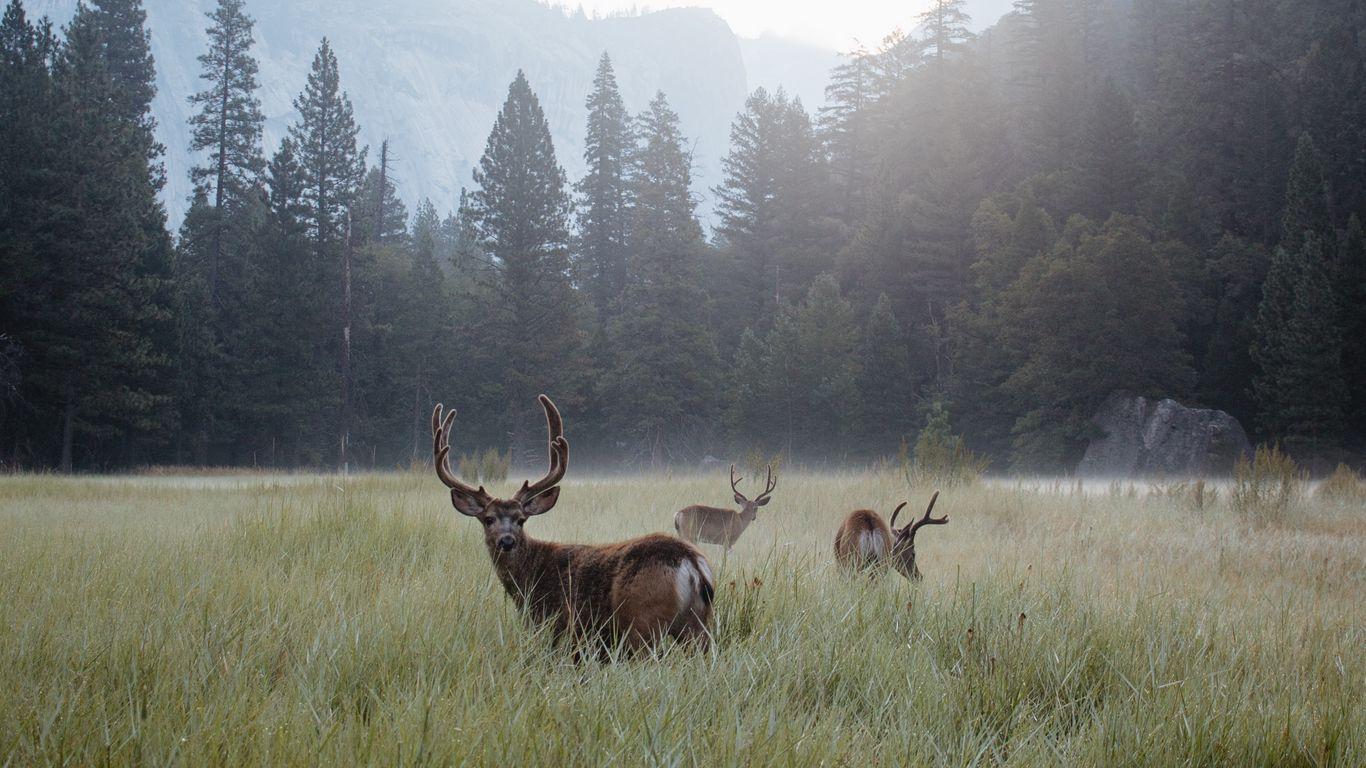 1366x768 Download wallpaper 1366x768 deer, lawn, forest, fog, mountains