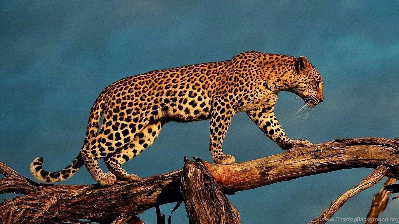 1366x768 Wildlife HD Animal Wallpaper Desktop Background