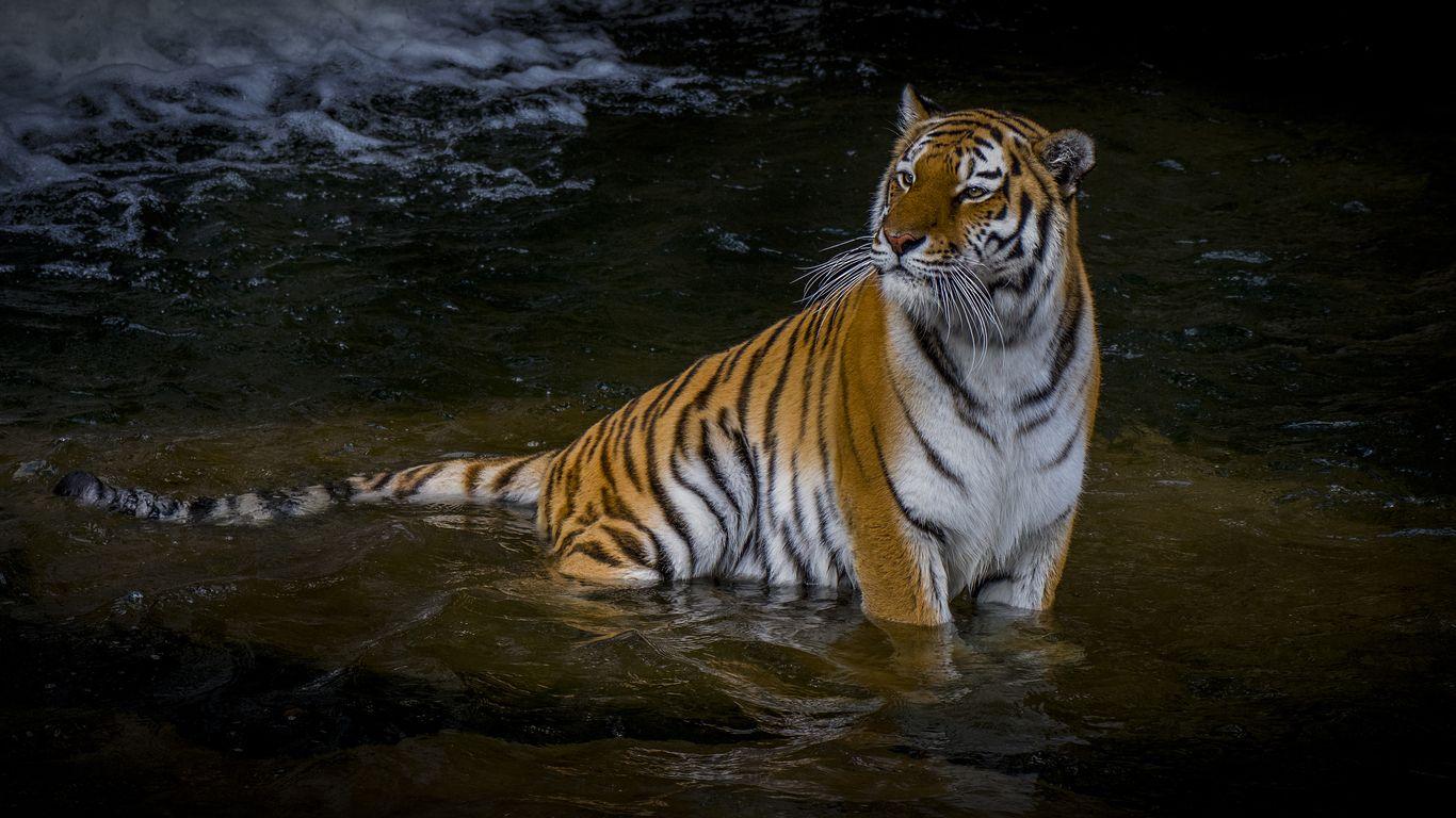 1366x768 Adult Tiger 4k 1366x768 Resolution HD 4k Wallpaper