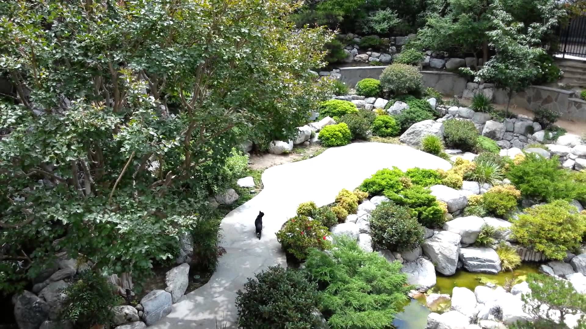 1920x1080 Tuxedo cat in Japanese garden