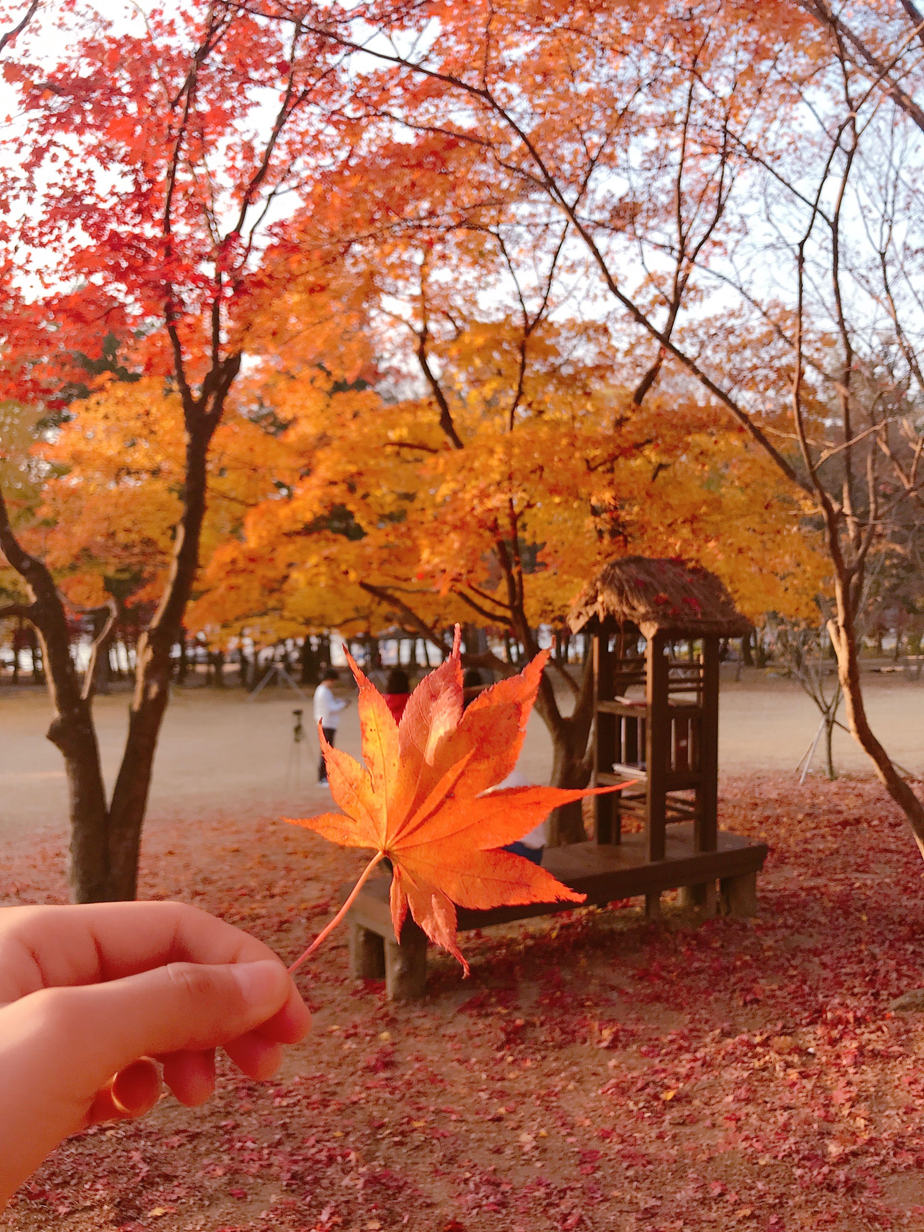 3024x4032 Autumn foliage in Nami Island (남이섬) Korea Trip