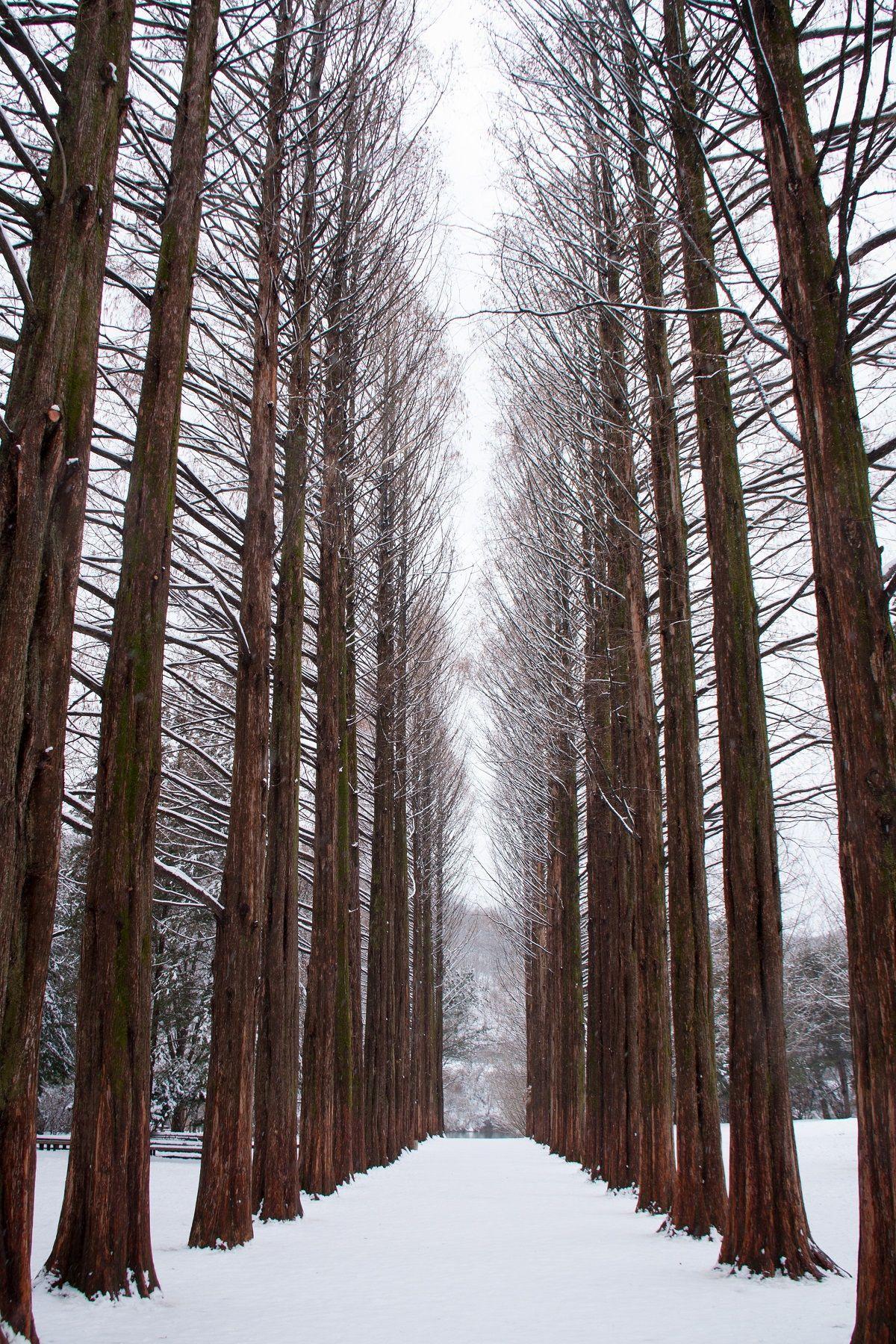 1200x1800 Full Day Nami Island And Daemyung Vivaldi Ski Resort Independent