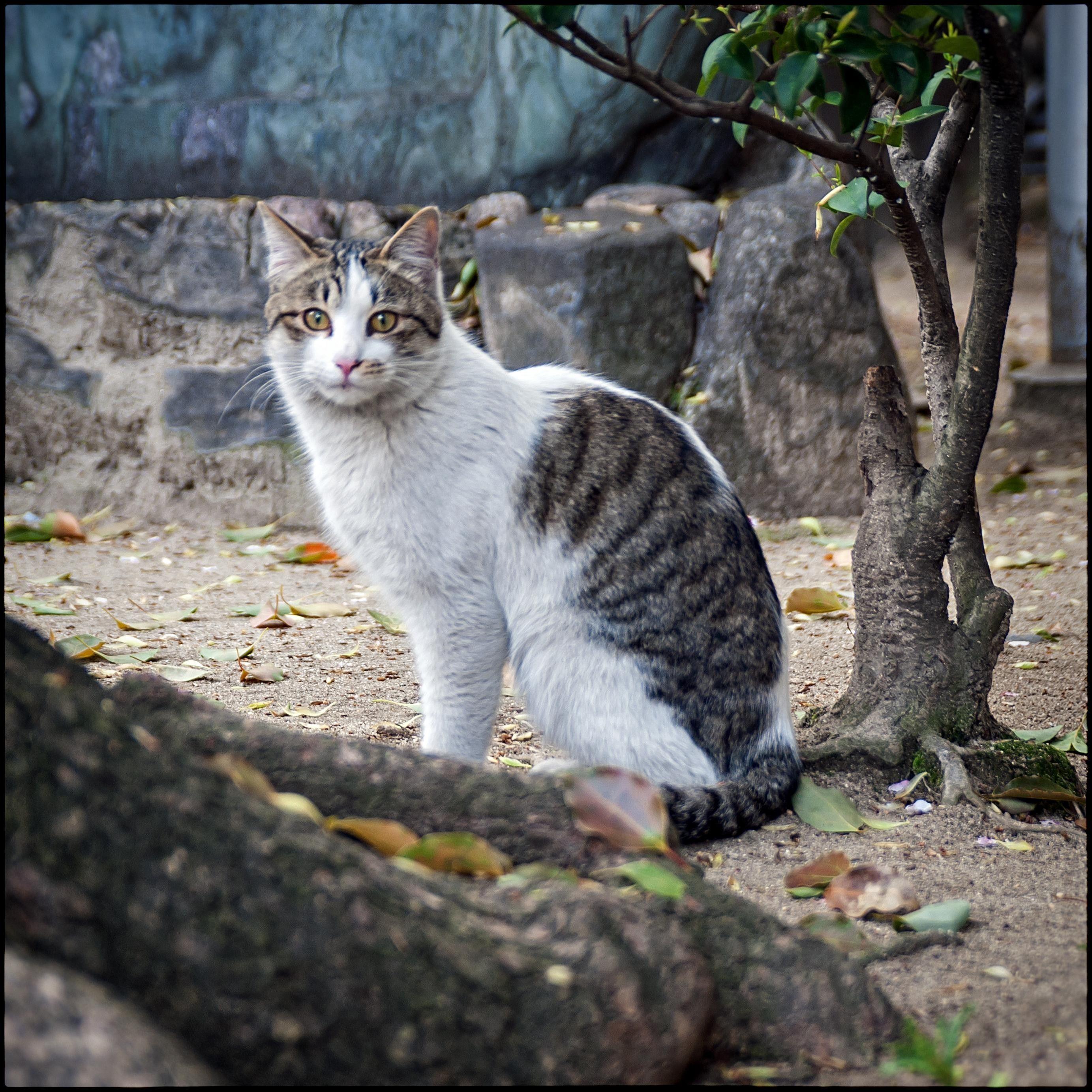 Japan Cat Wallpapers - Top Free Japan Cat Backgrounds - WallpaperAccess