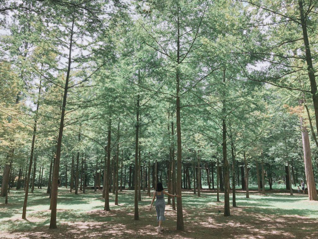 1024x768 Nami Island Travel Guide and Tips