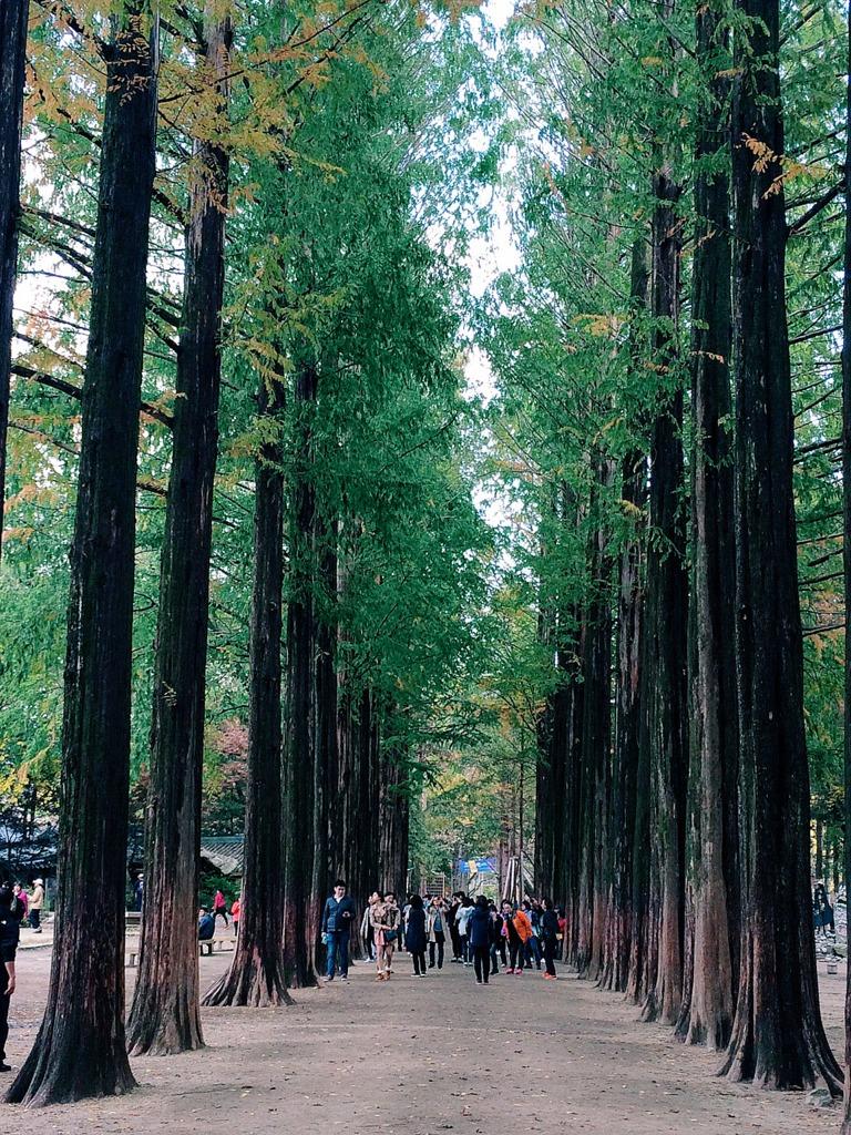 Nami Island Korea Wallpapers - Top Free Nami Island Korea Backgrounds ...