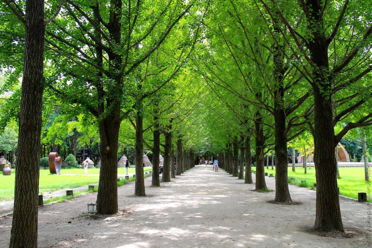 1280x853 PG : Nami Island (남이섬)