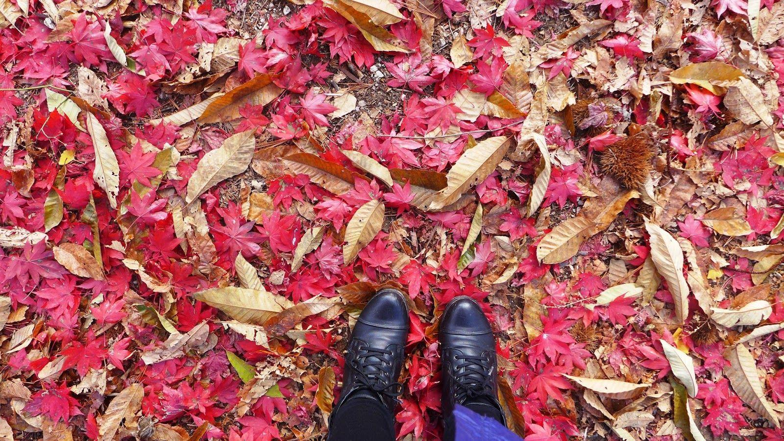 1600x900 iceCursion: Autumn in South Korea: Day 4 Nami, Island Petite