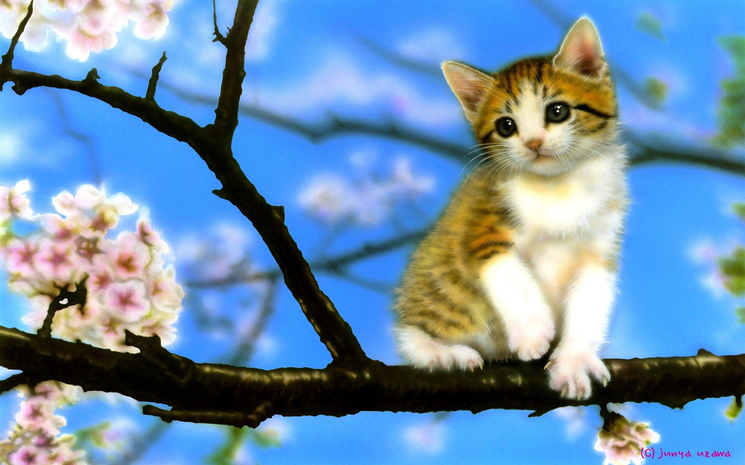 Japan Cat Wallpapers - Top Free Japan Cat Backgrounds - WallpaperAccess