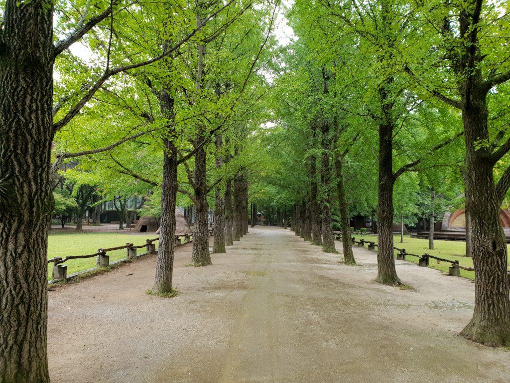 1024x768 How To Go & What To Do in Nami Island!