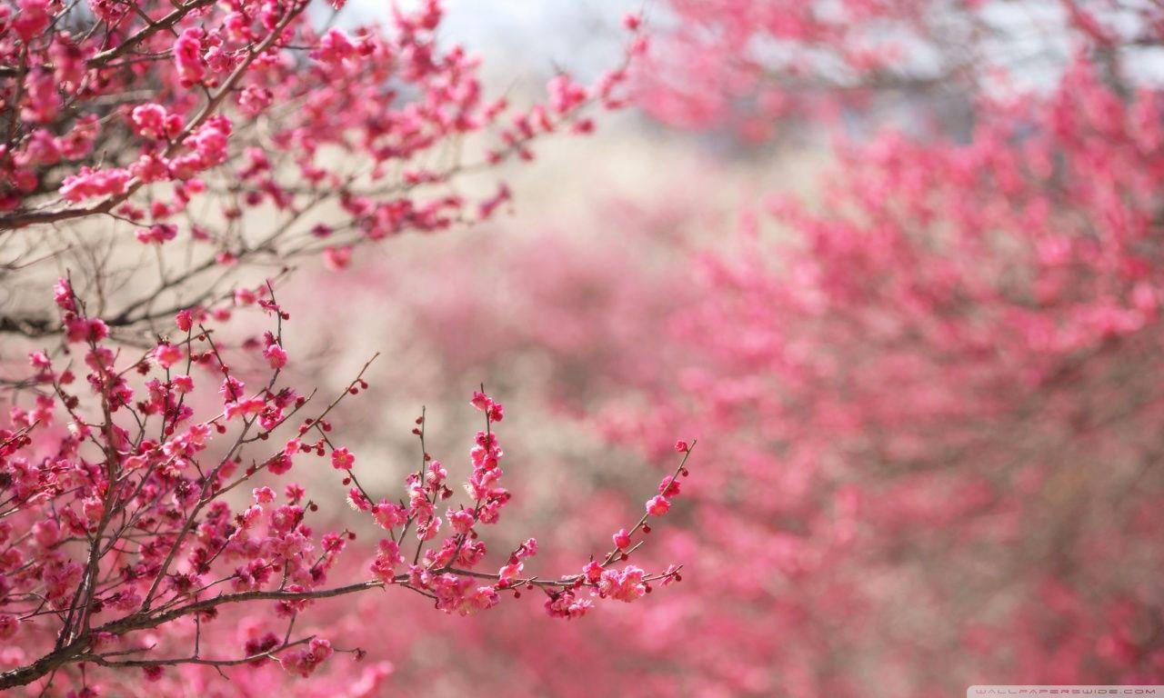 1280x768 Spring Wallpaper HD Blossom HD Wallpaper