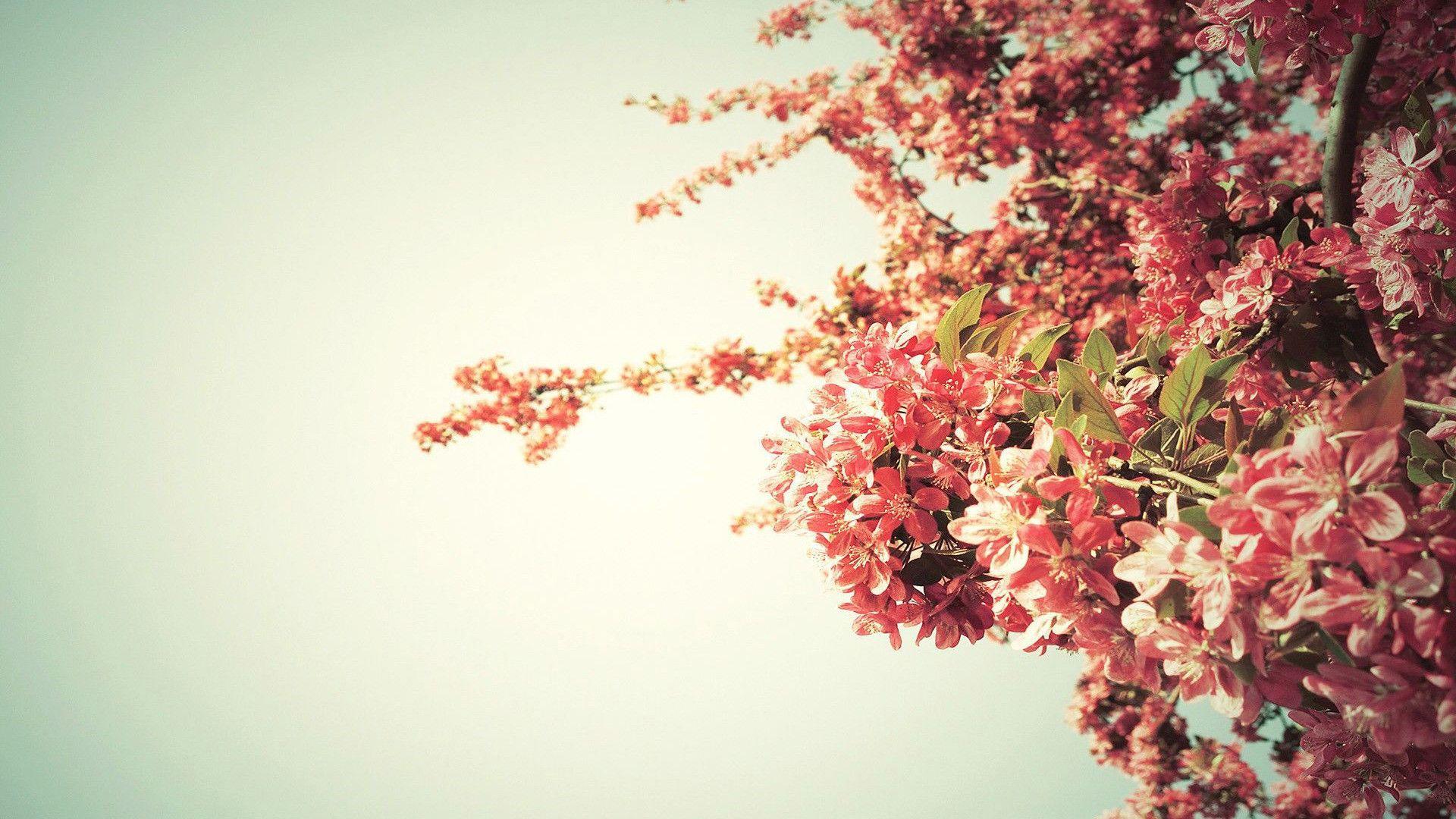 1920x1080 Spring Wallpaper