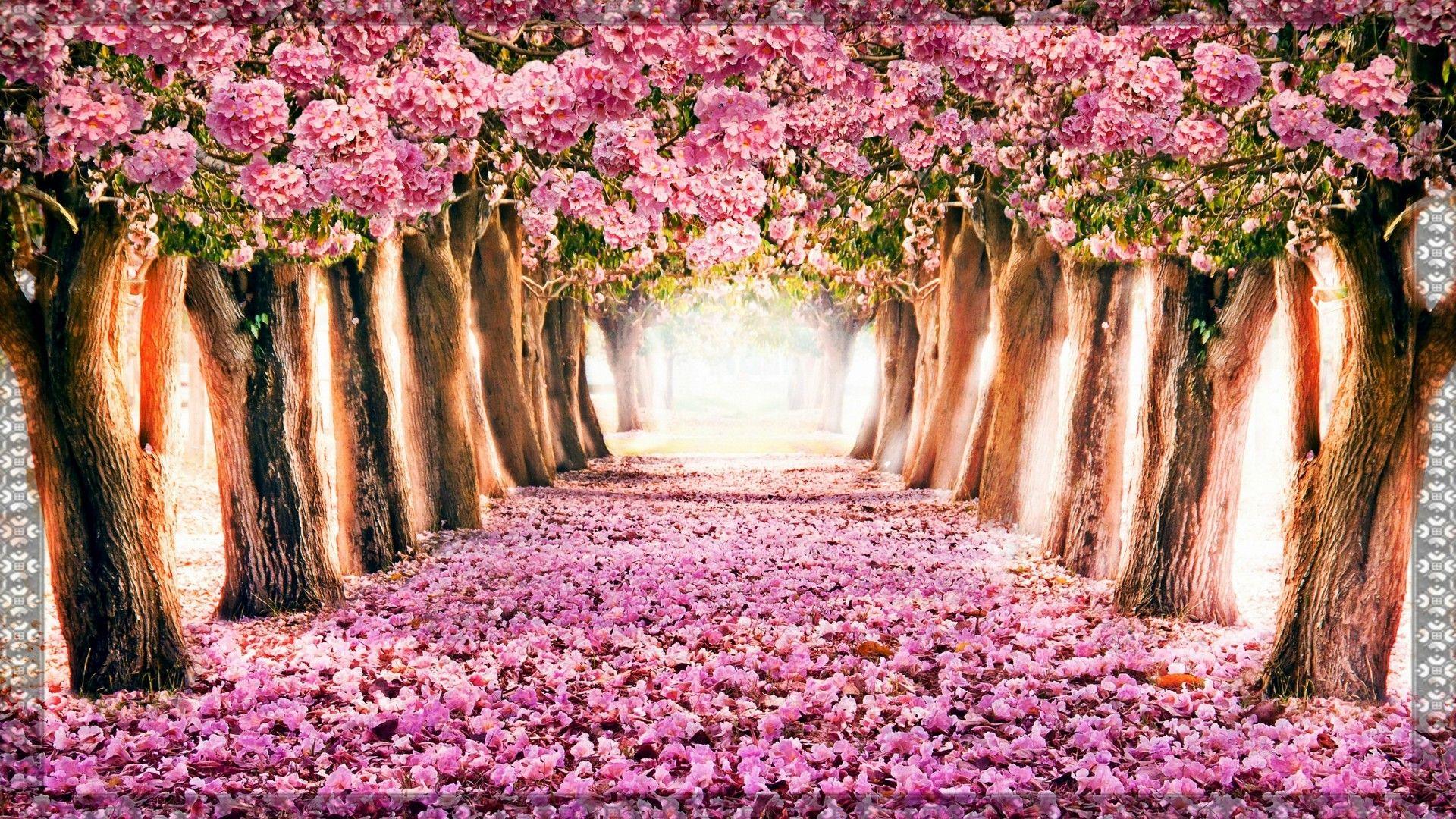 Beautiful Pink Tree Wallpapers Top Free Beautiful Pink Tree Backgrounds WallpaperAccess
